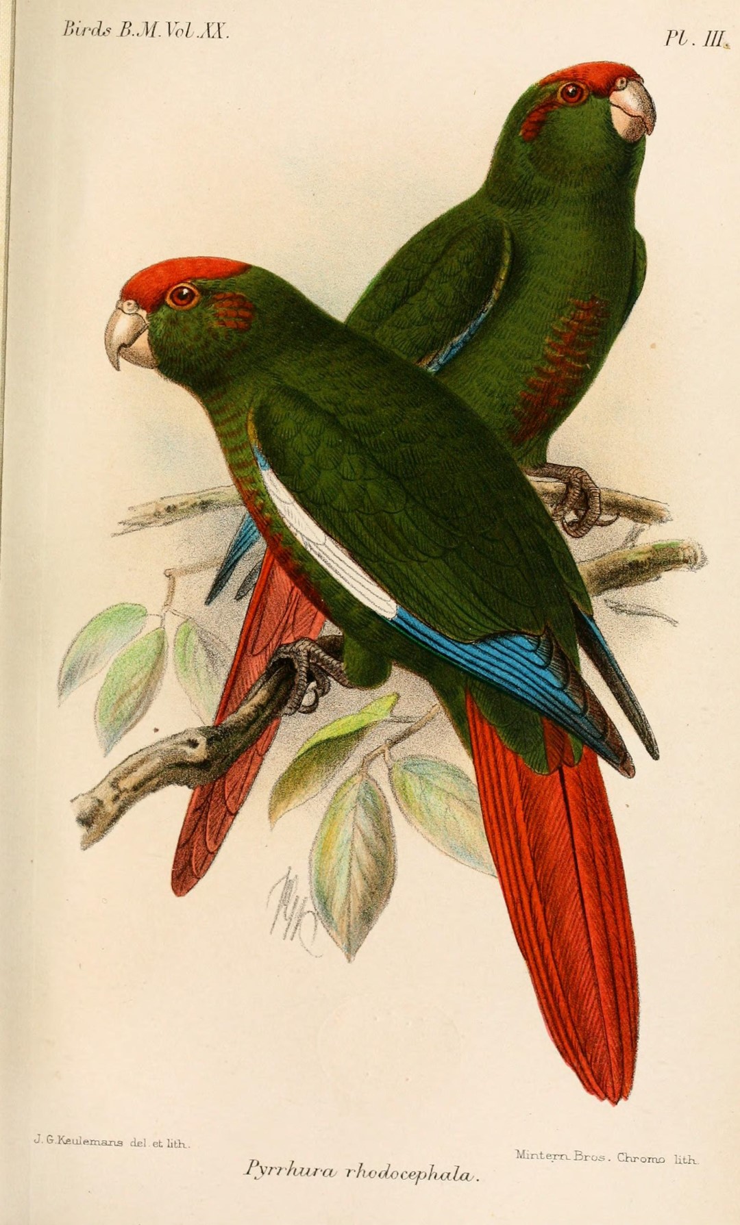 Maroon-tailed Parakeet