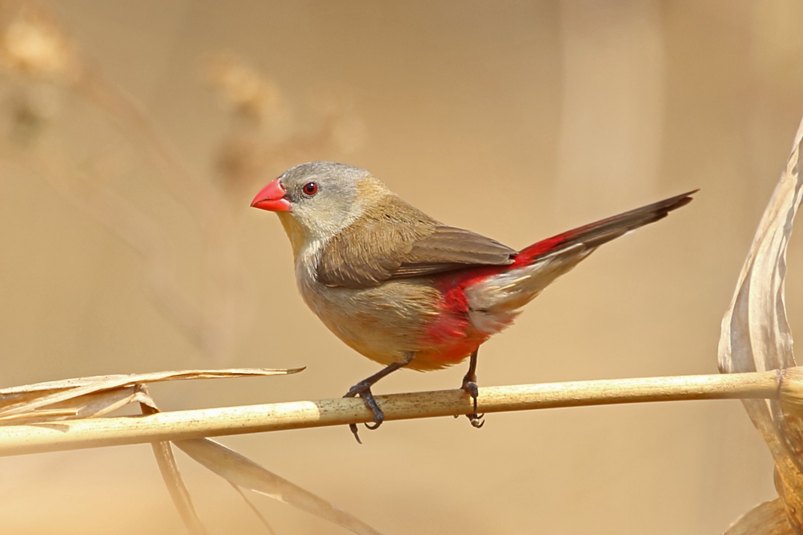 Marsh Firefinch