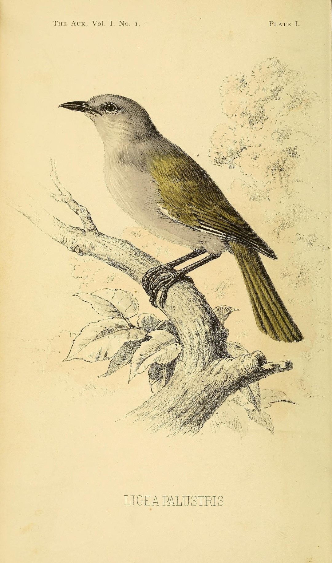 Marsh Pugnose Shiner