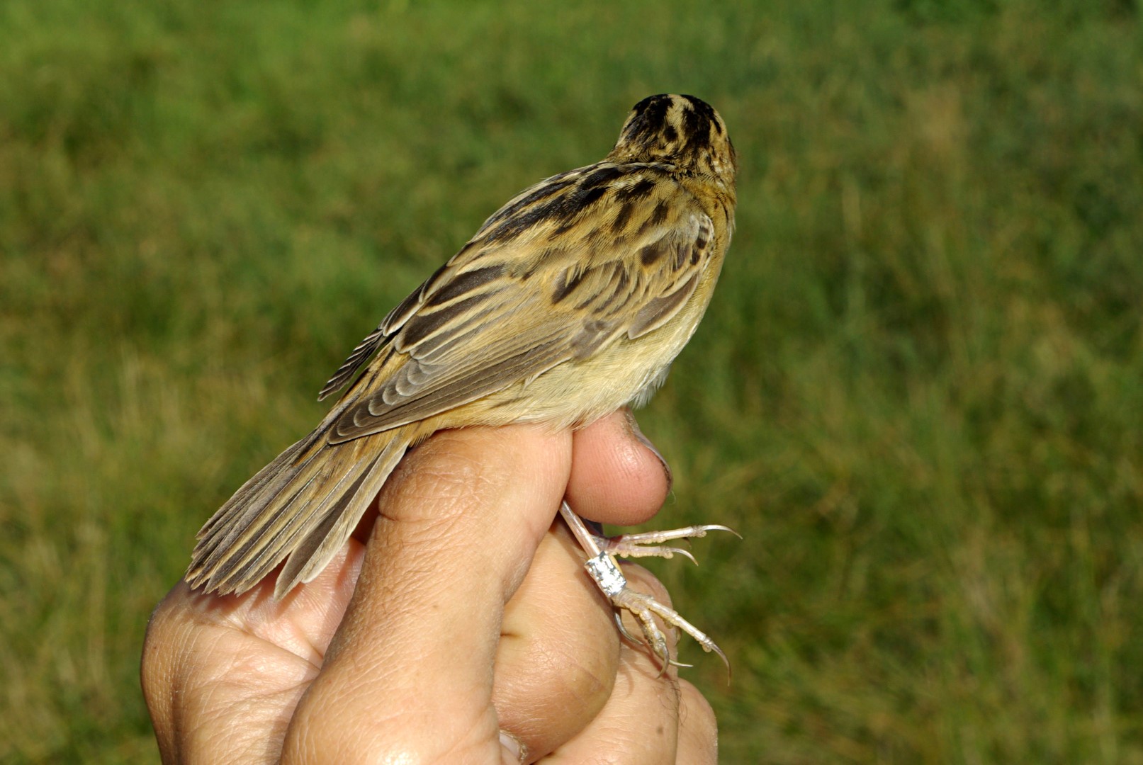 Marsh Warbler