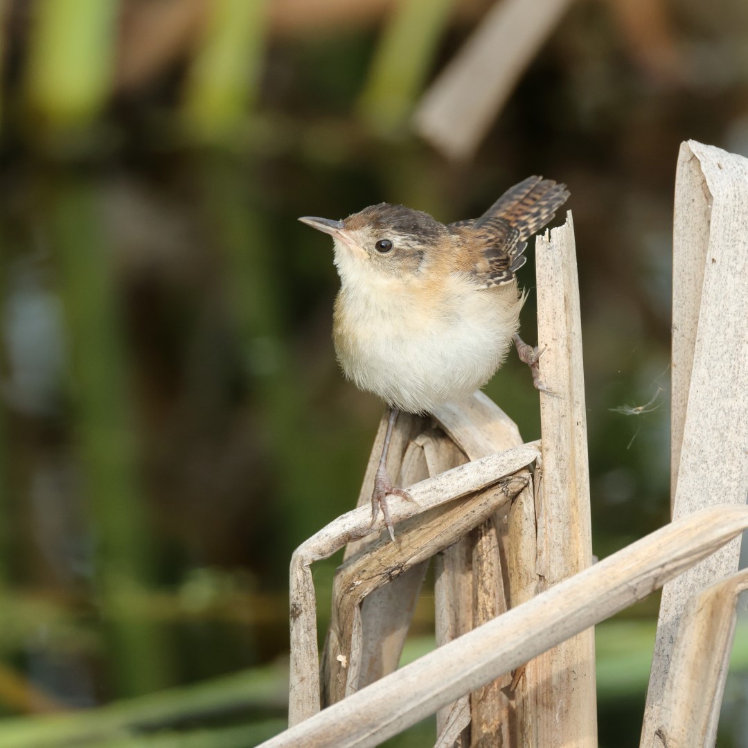 Marsh Wren