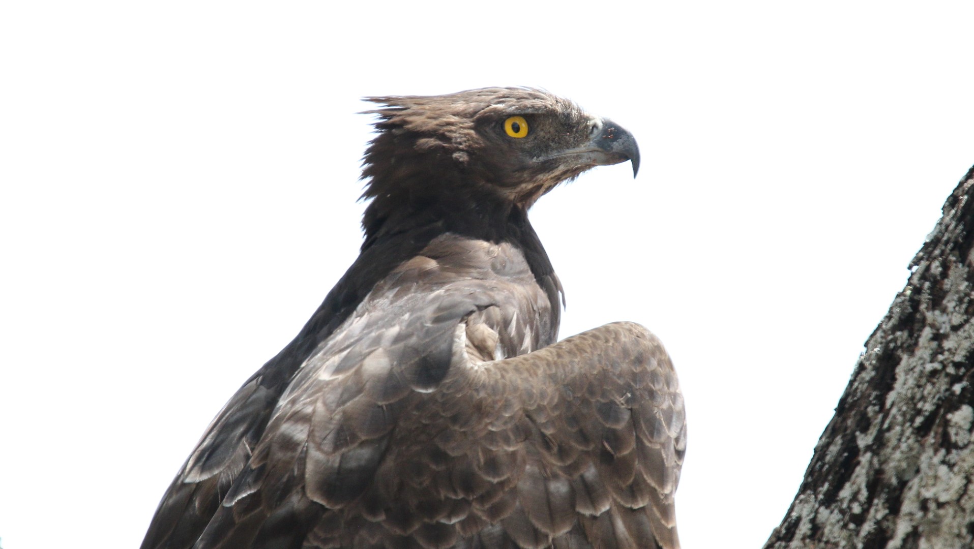 Martial Eagle