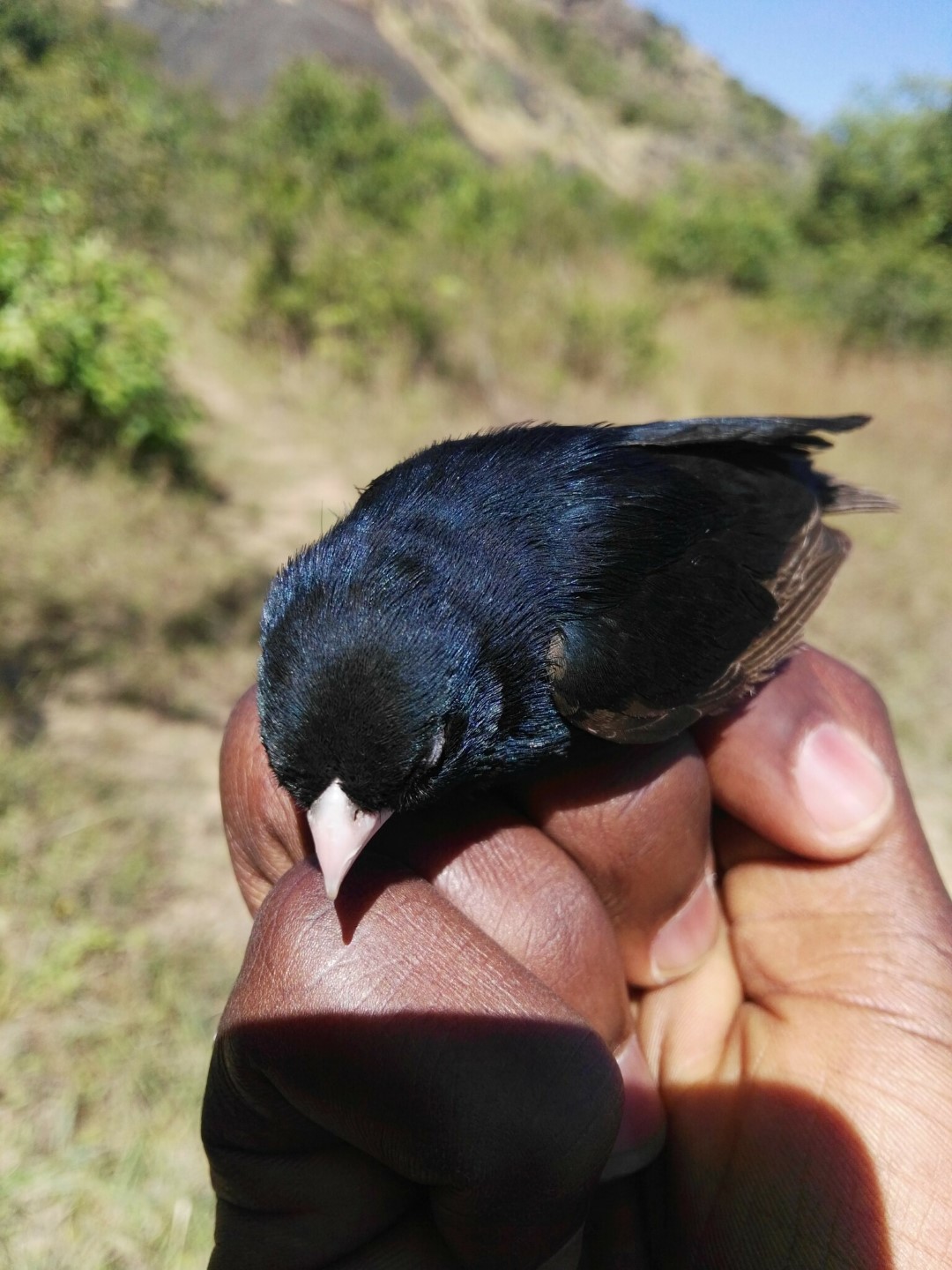 Mary's Paradise Whydah