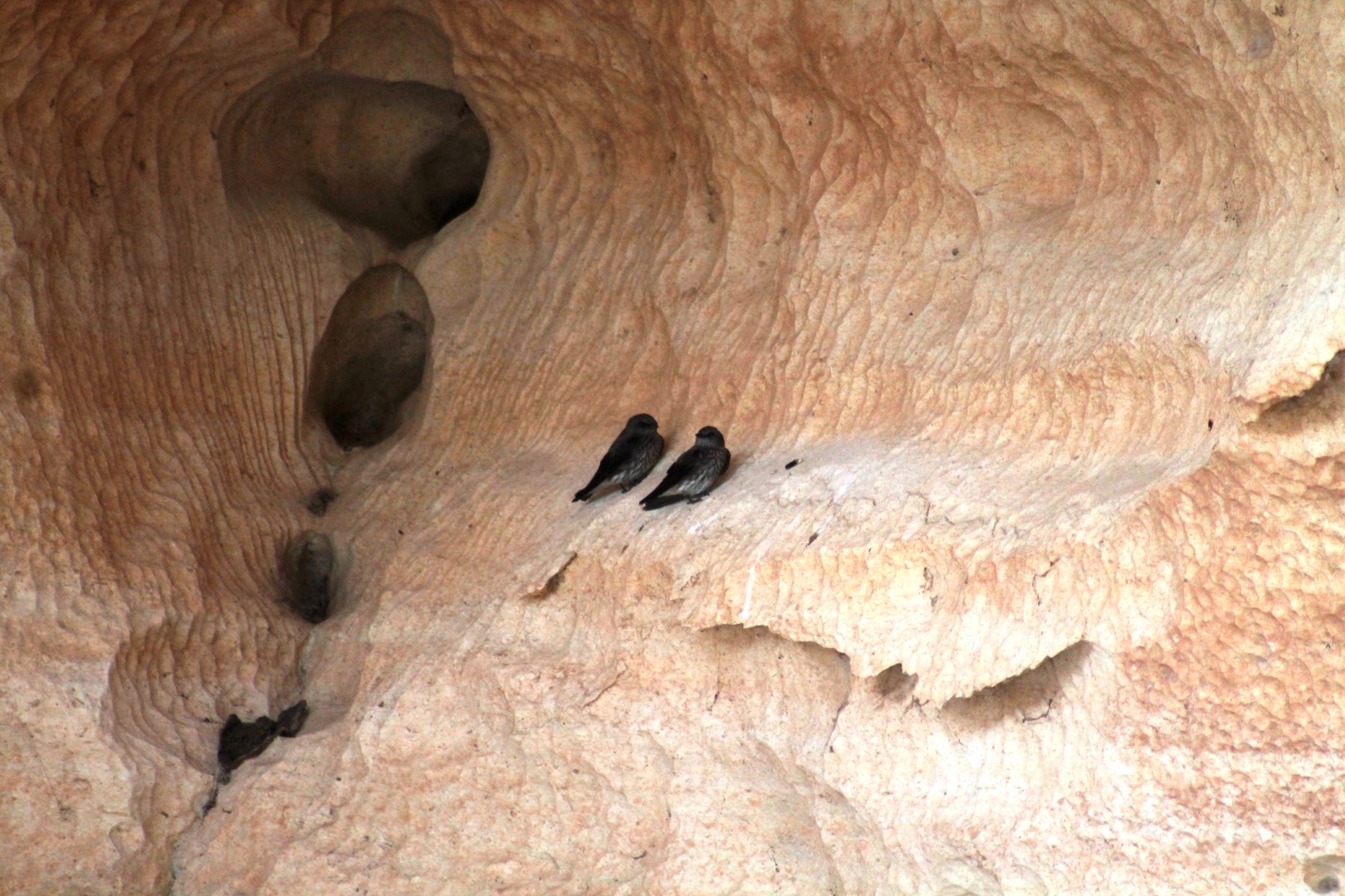 Mascarene swiftlet