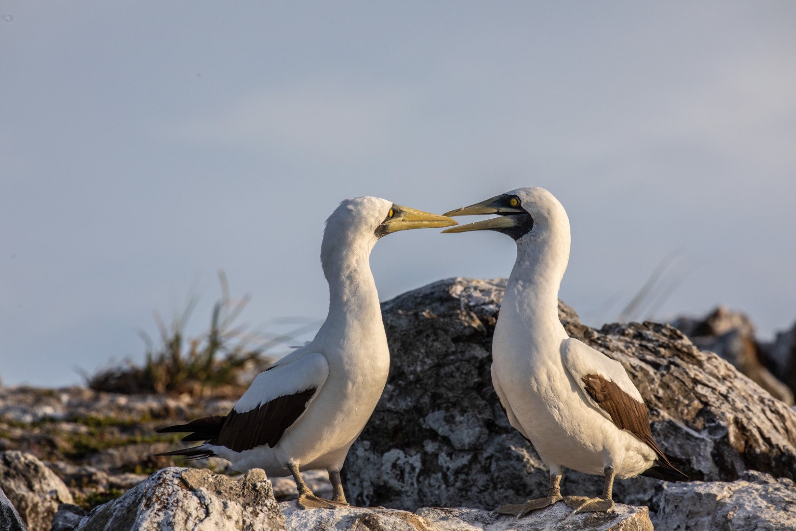 Masked Booby