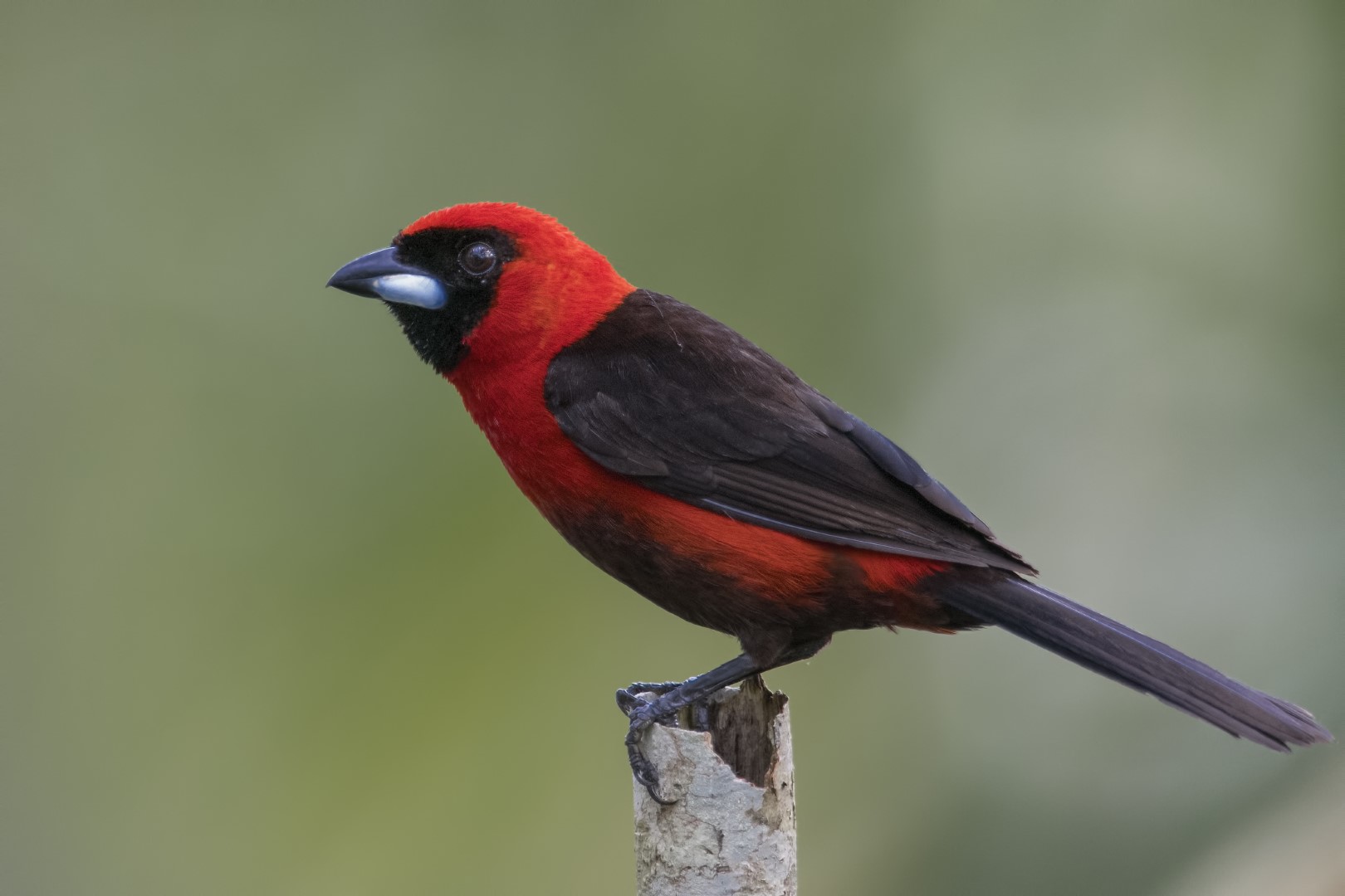 Masked Crimson Tanager