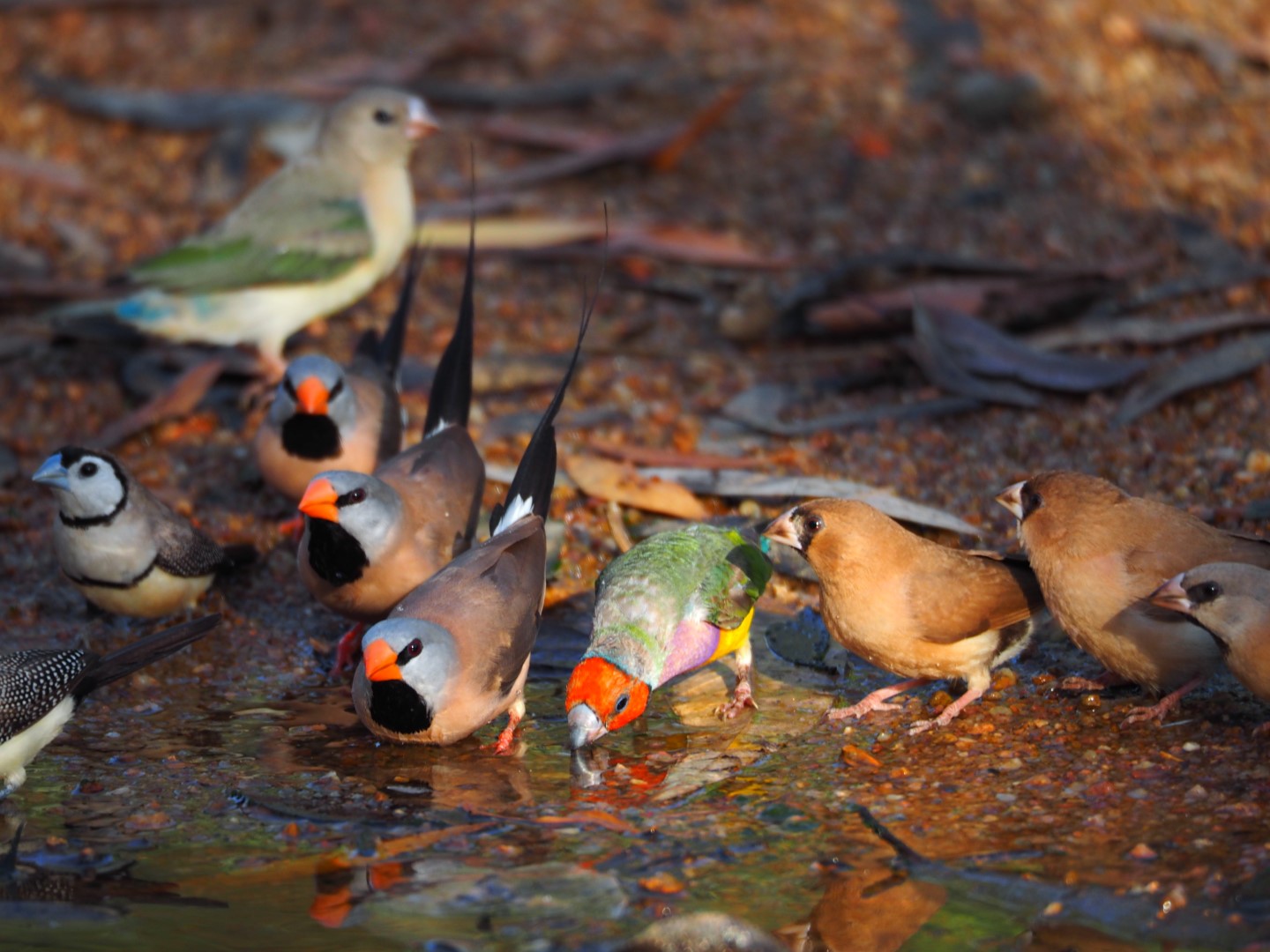 Masked Finch