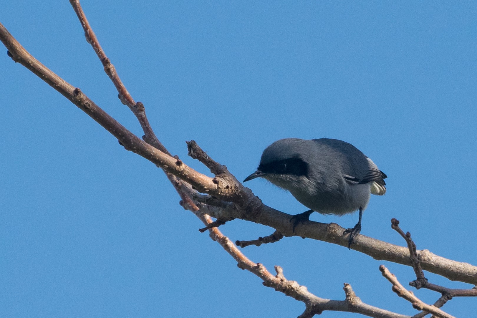 Masked Gnatcatcher