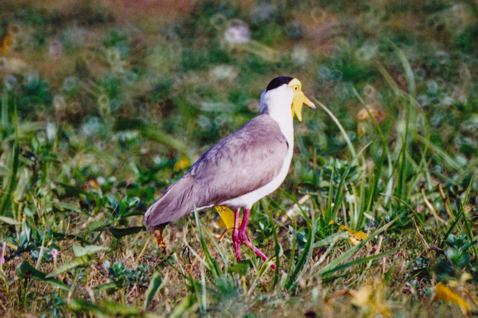 Masked Lapwing