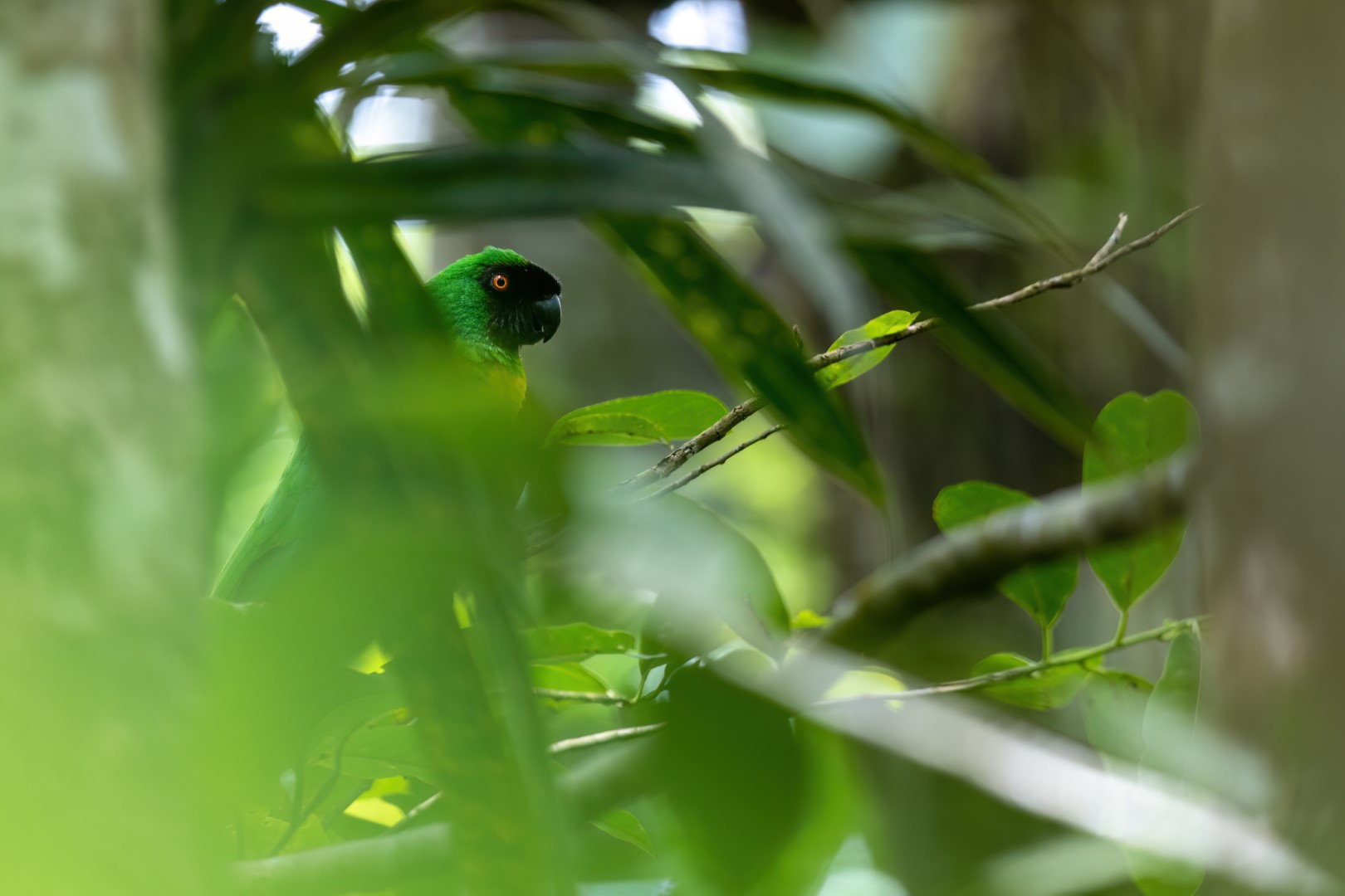 Masked Shining Parrot