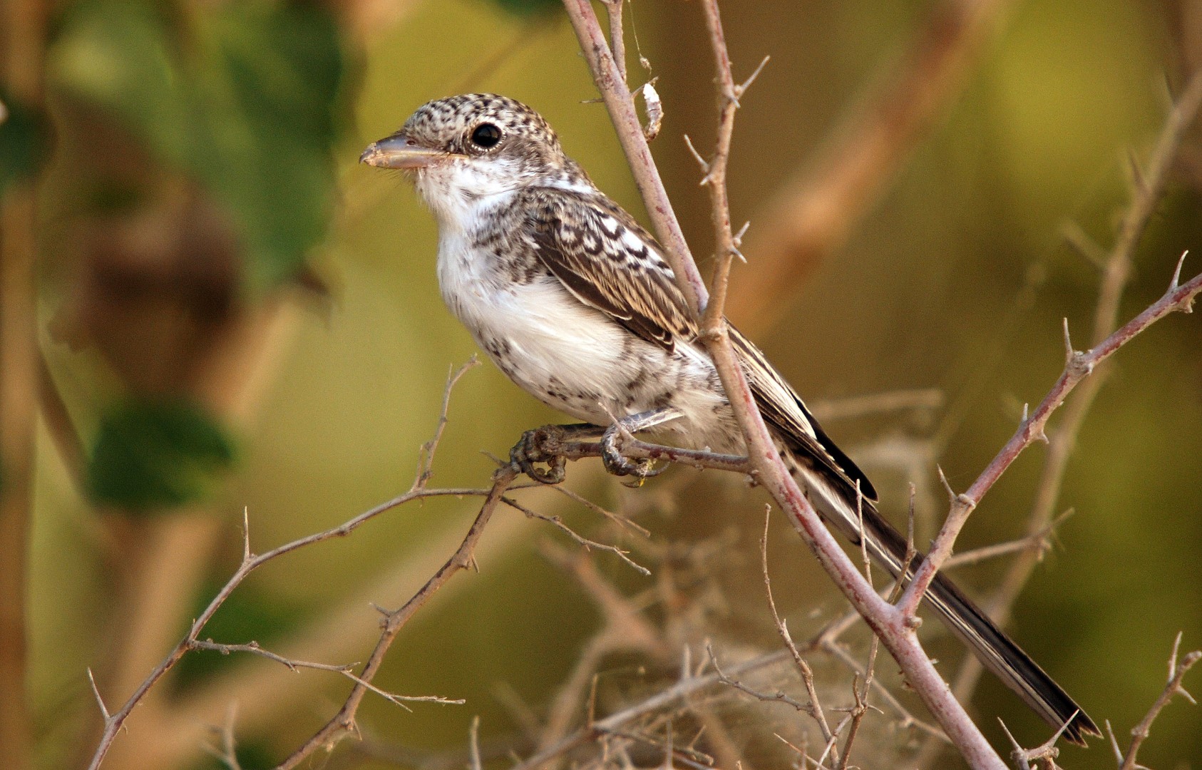 Masked Shrike
