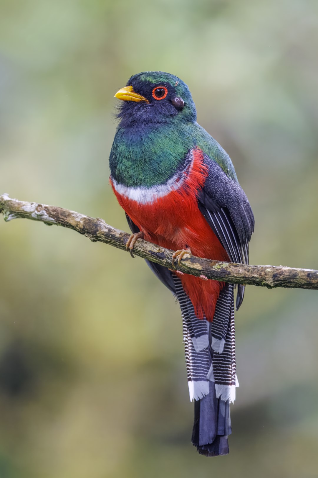 Masked Trogon