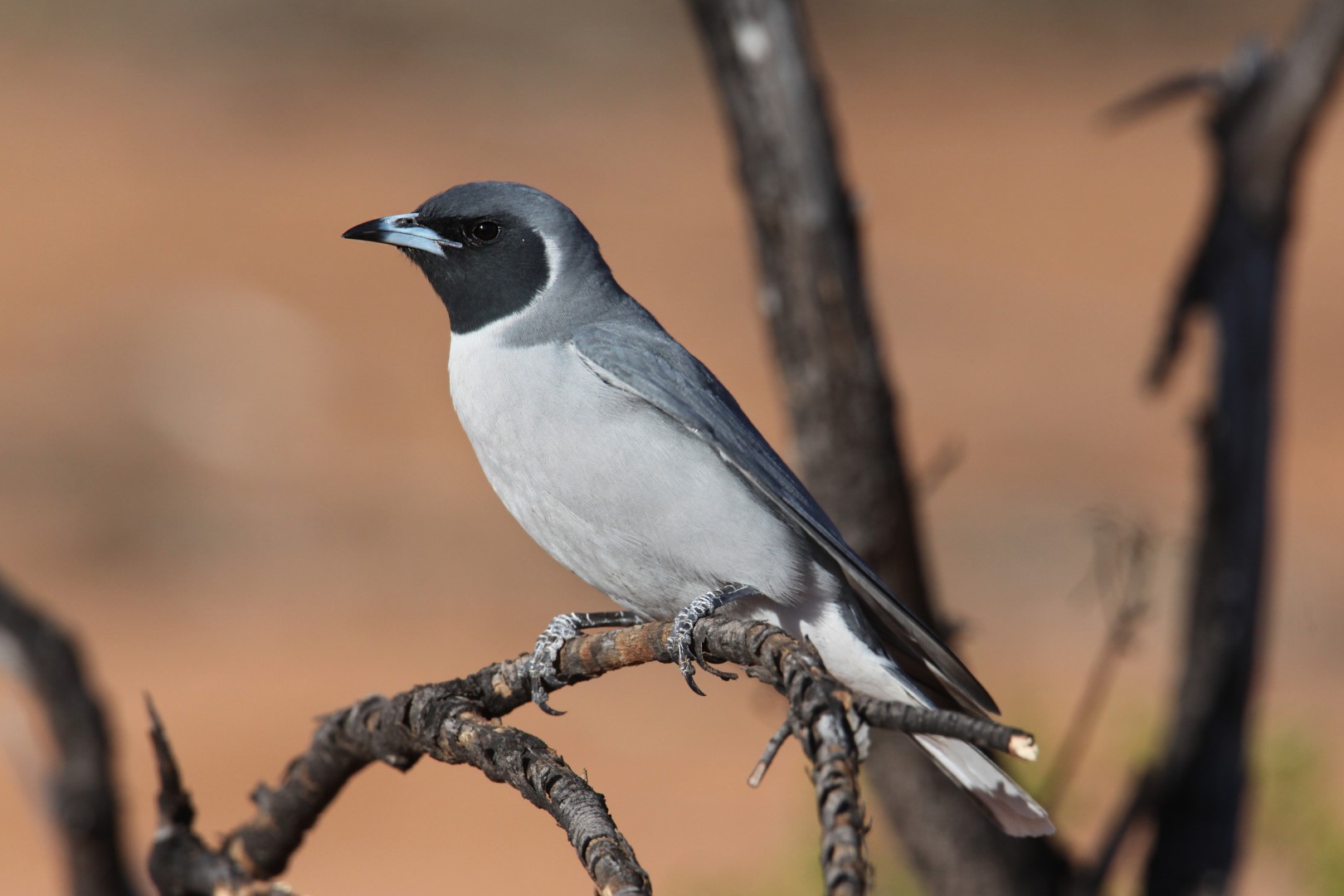 Masked Woodswallow
