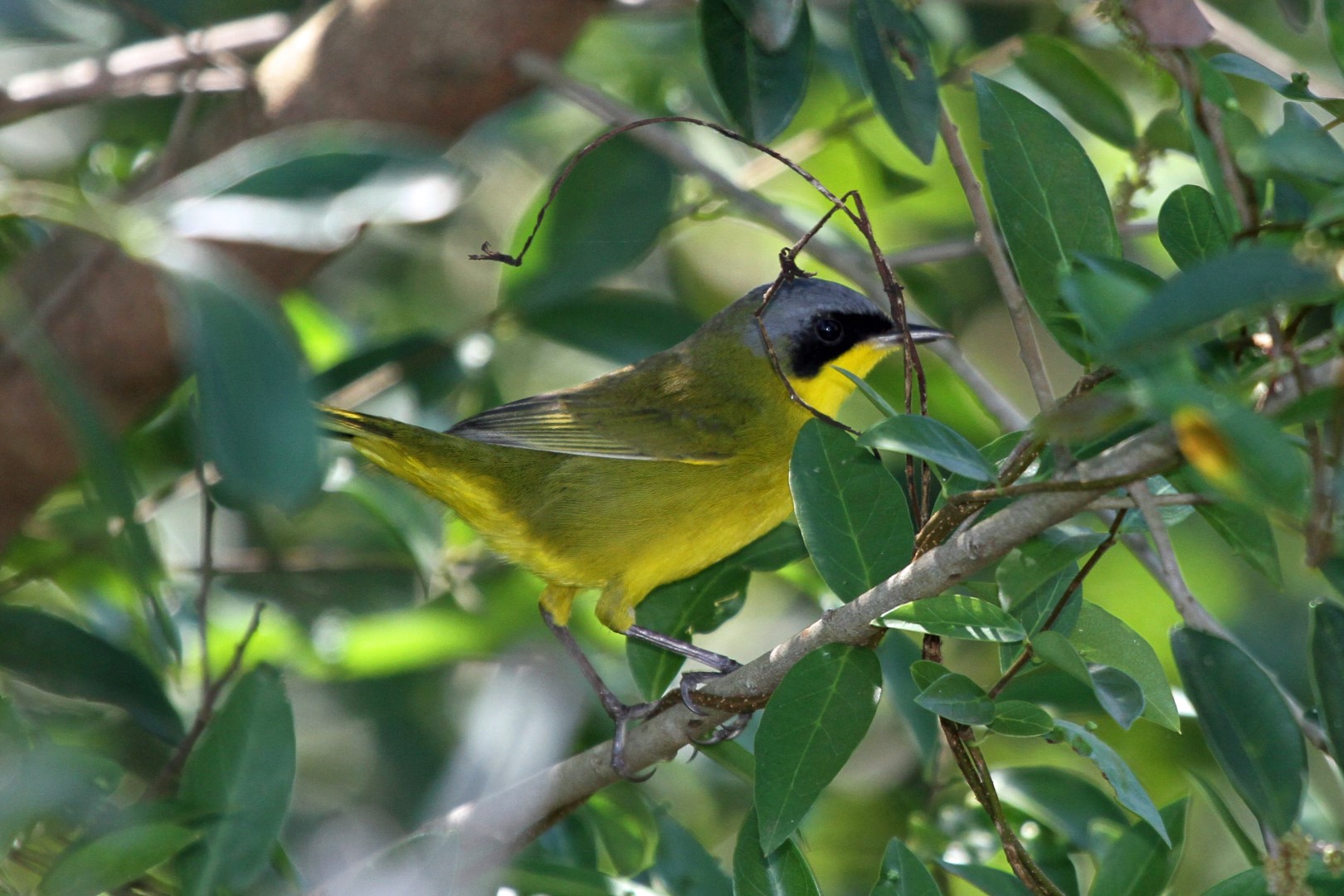 Masked Yellowthroat