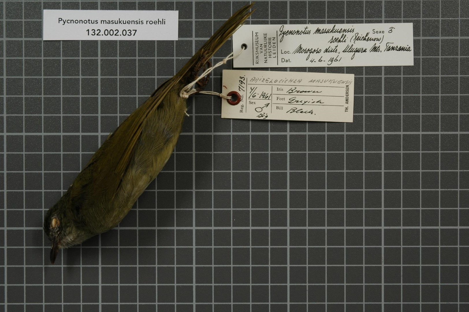 Masuku Forest-Warbler