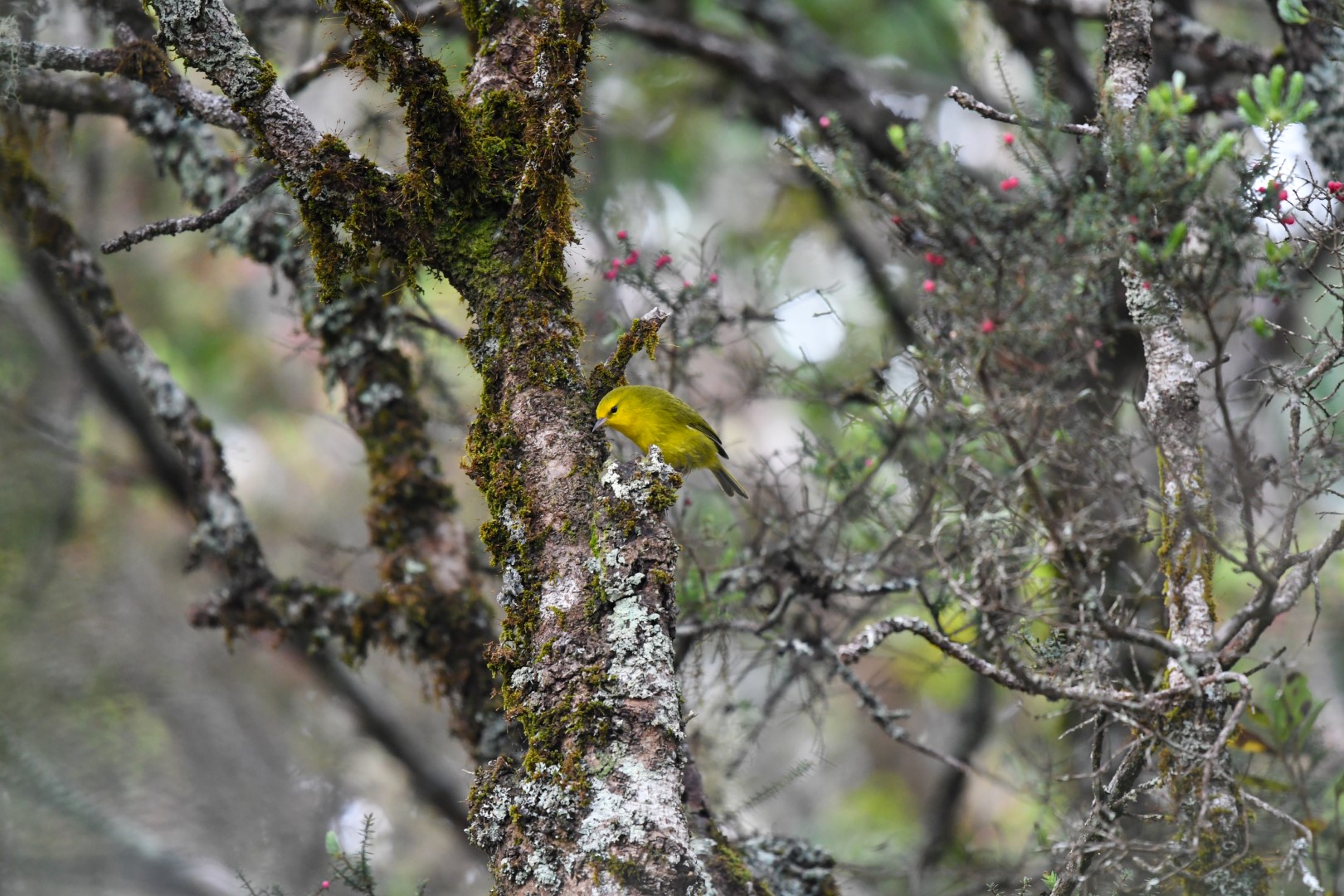 Maui Parrotbill