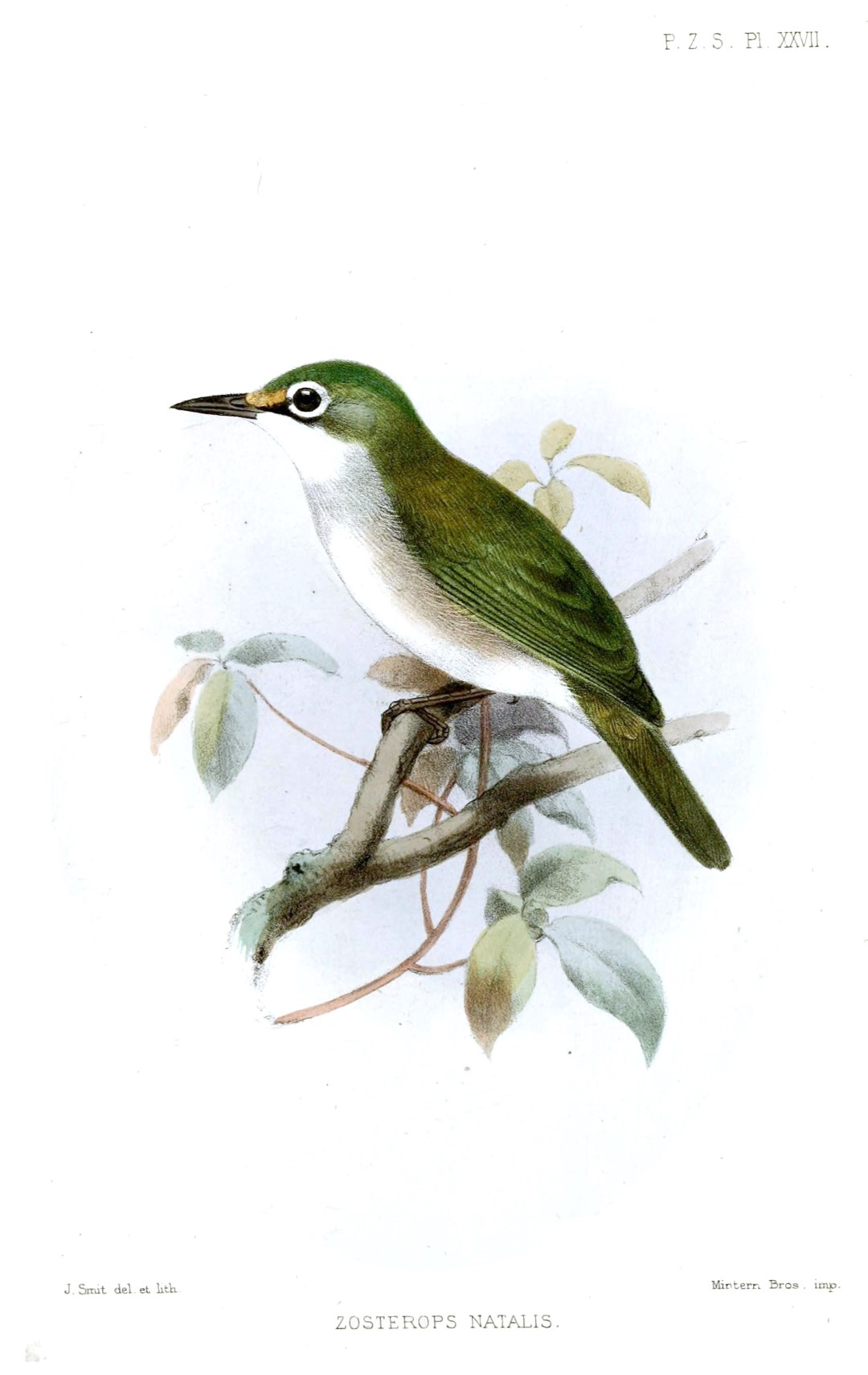 Mauritius Grey White-eye