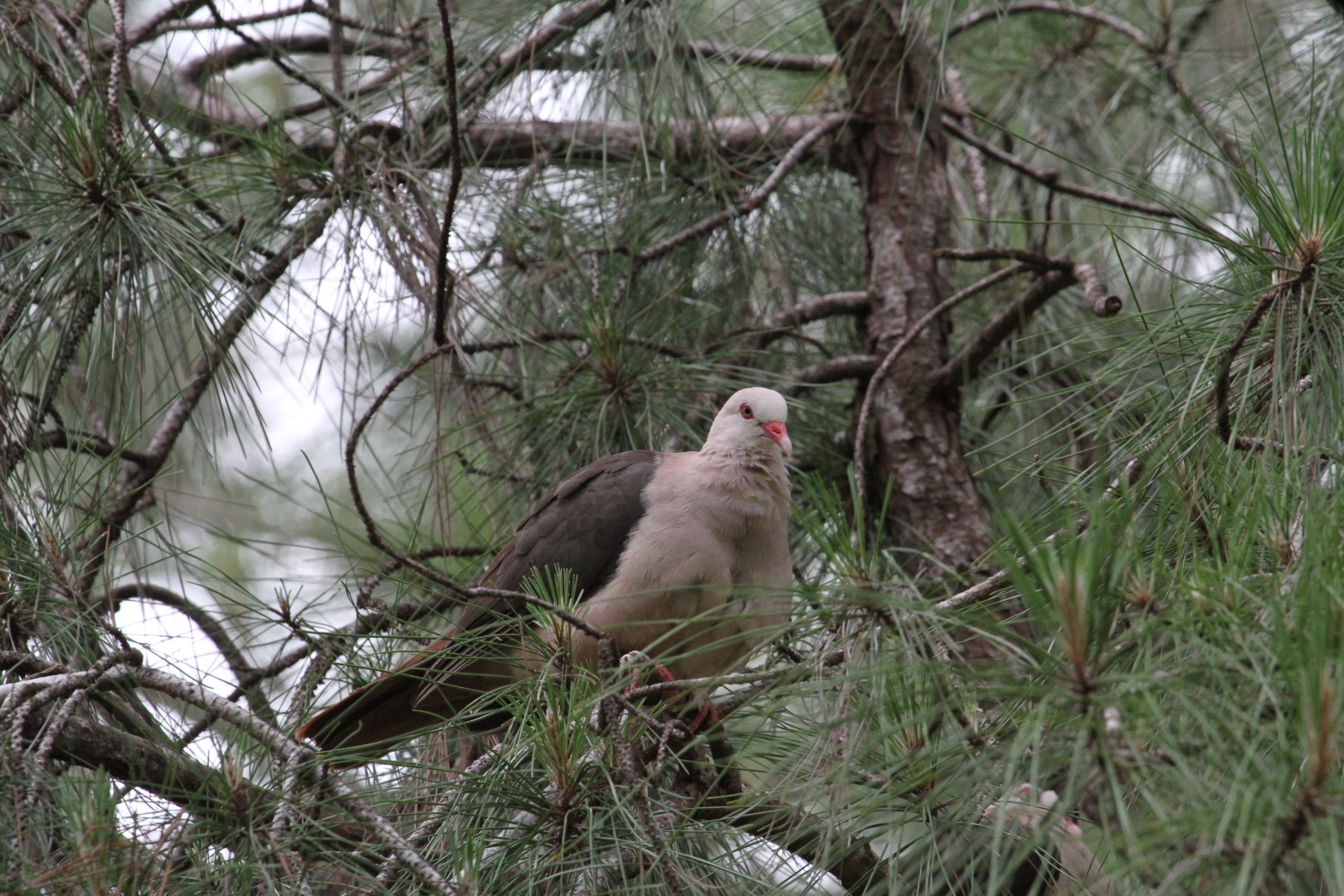Mauritius Pink Pigeon