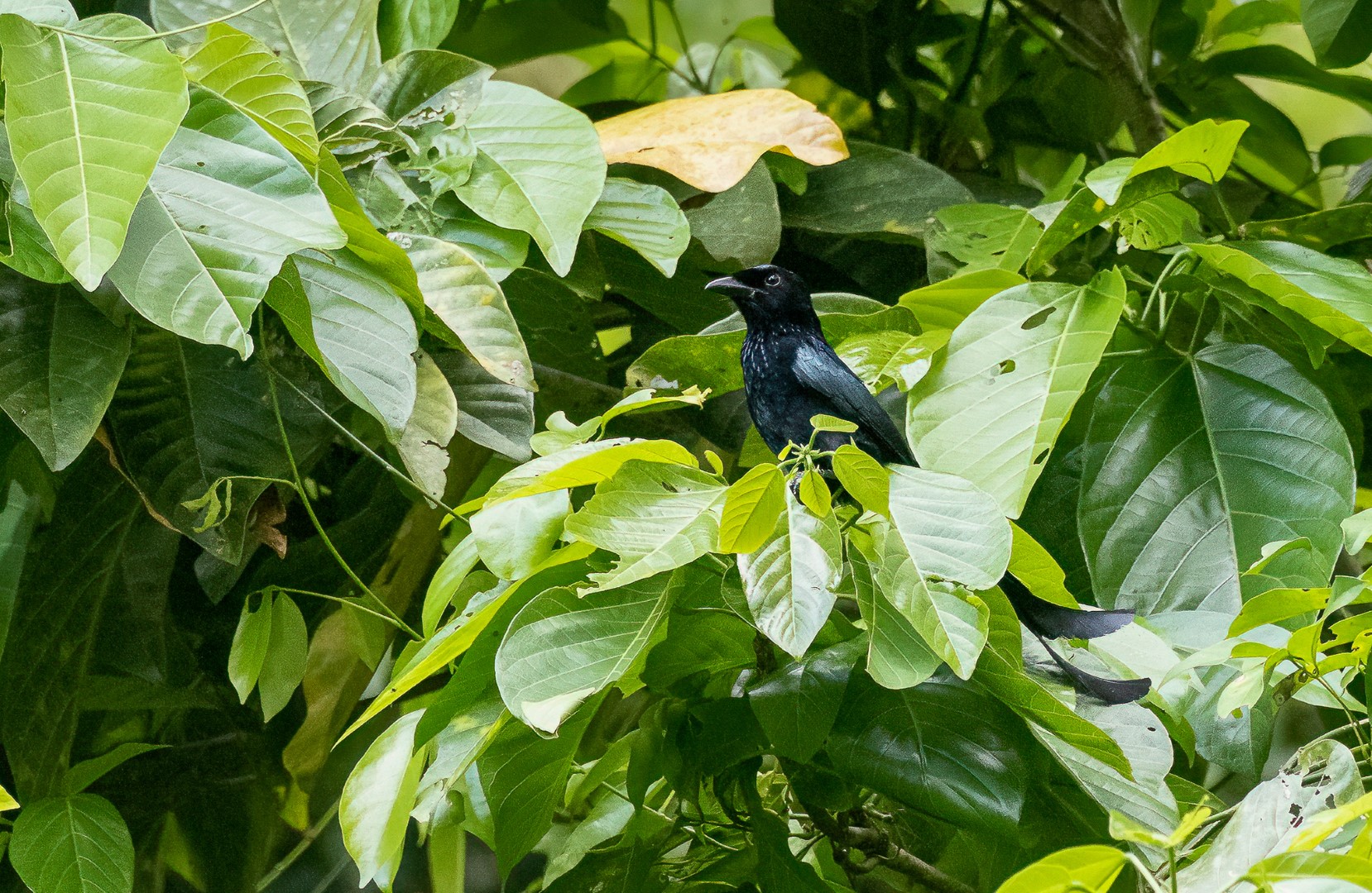 Mayotte Drongo