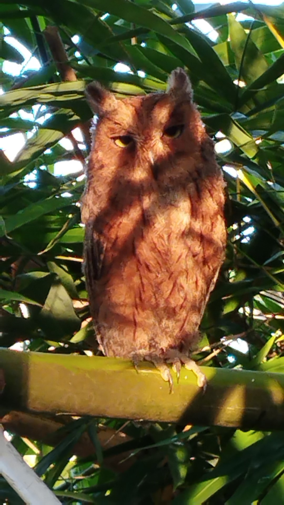 Mayotte Scops Owl
