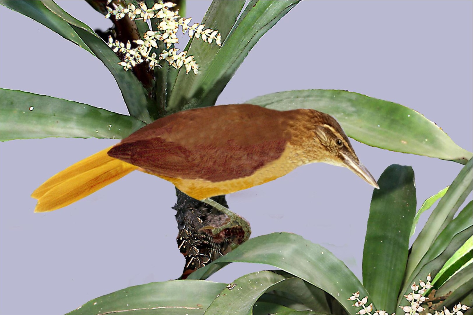 Mazarbarnett's Barbtail