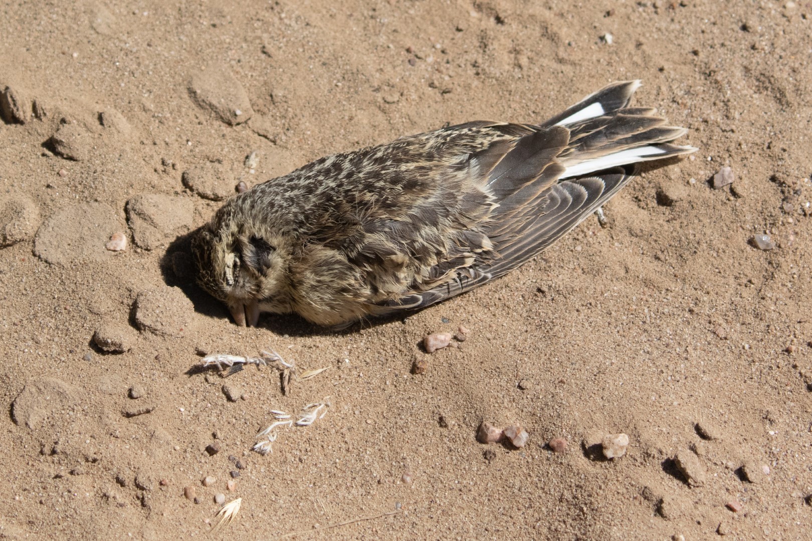 McCown's Longspur