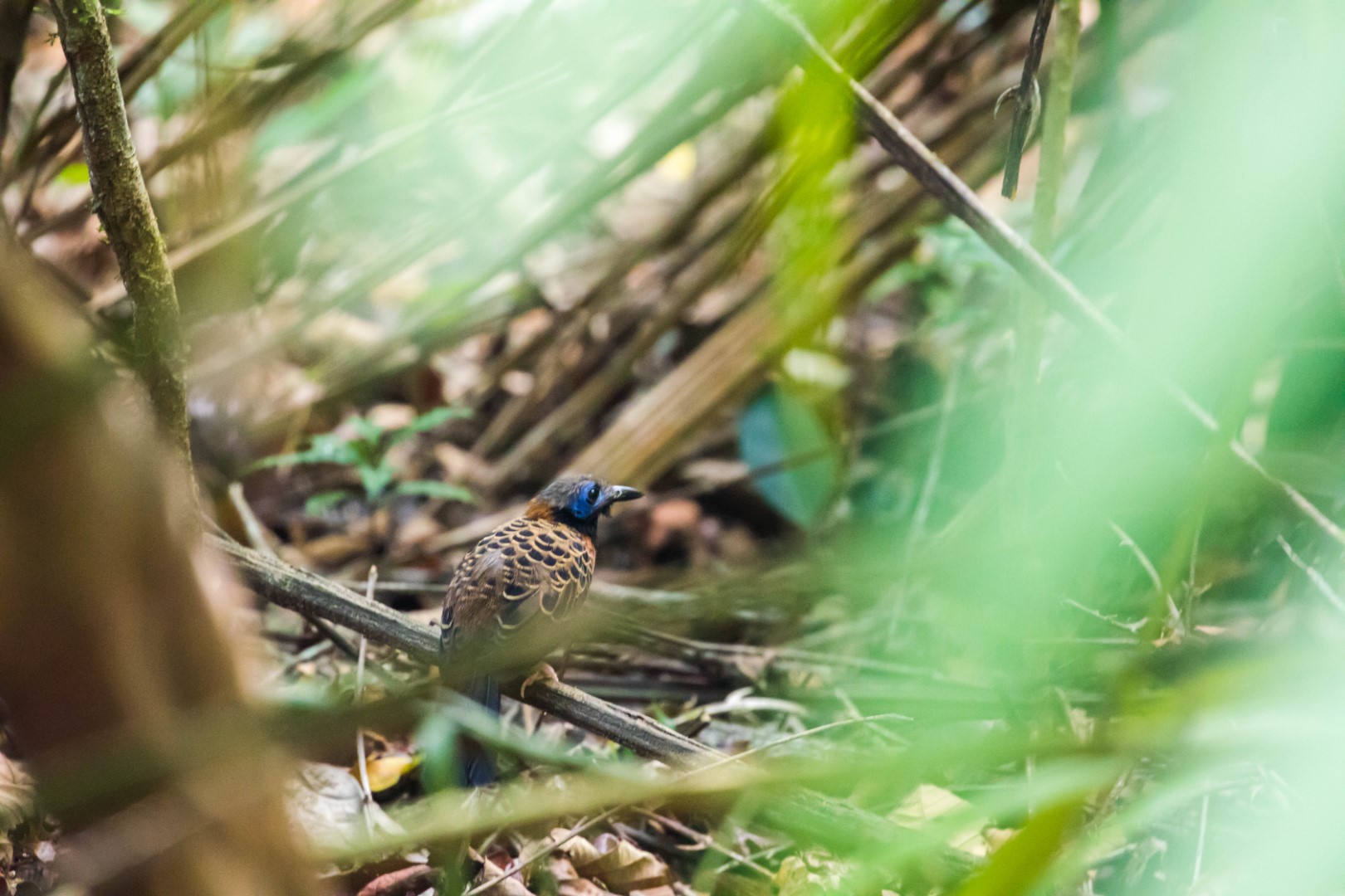 McLeannan's Antpitta