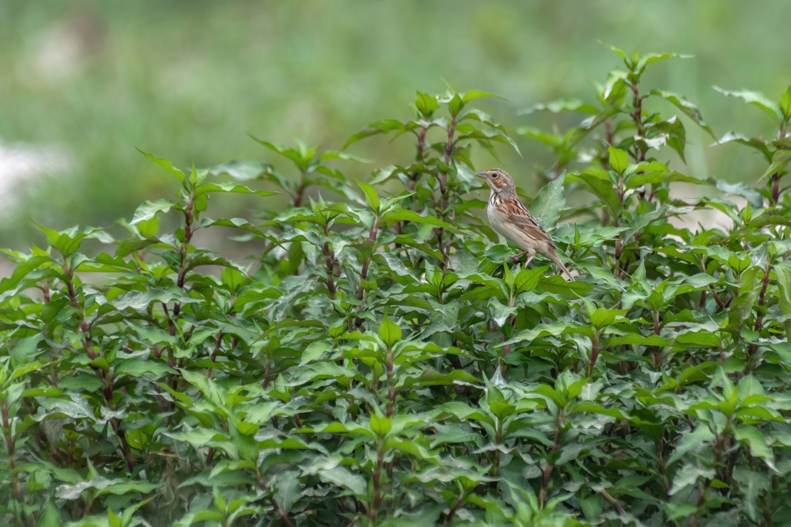 Meadow Bunting