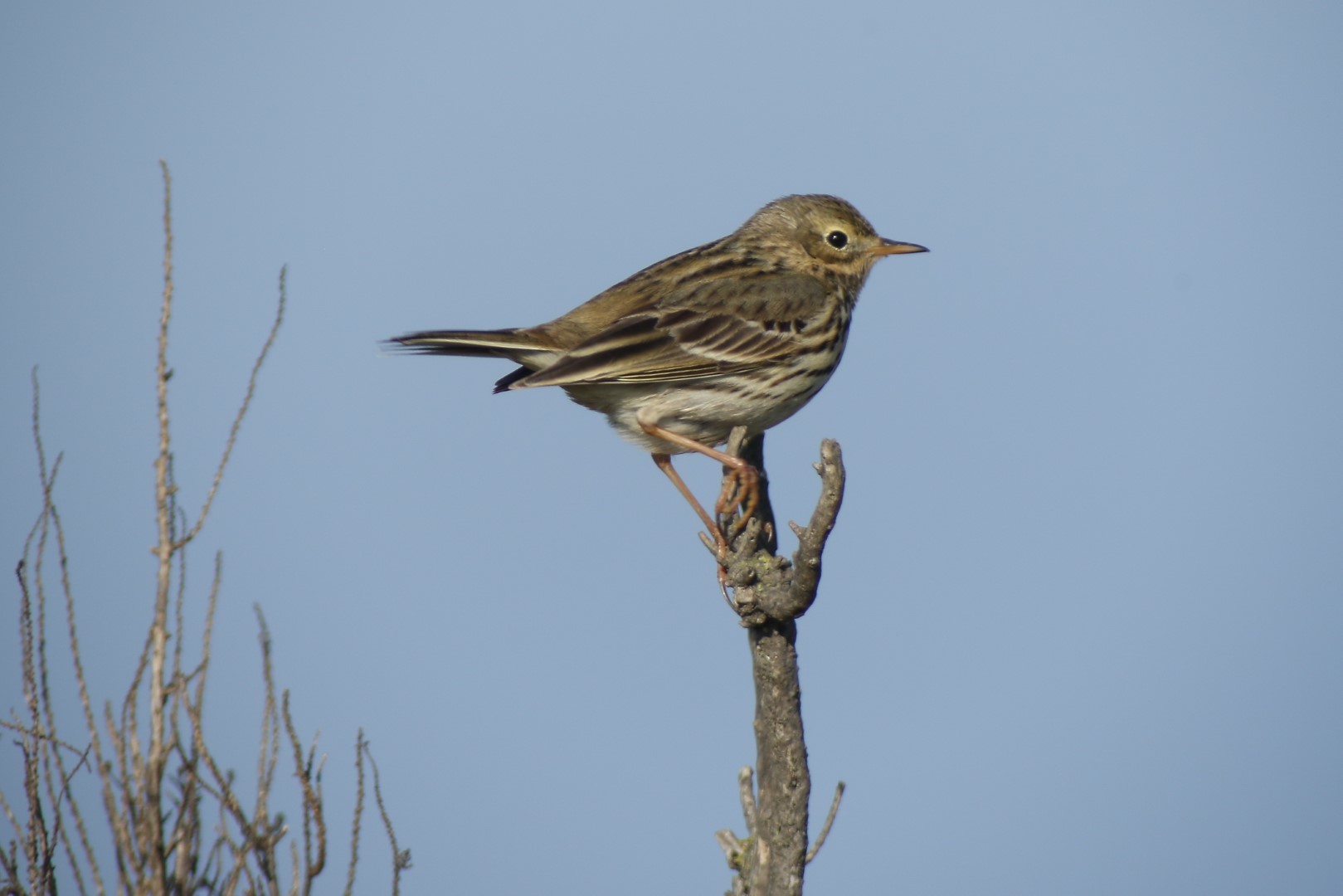 Meadow Pipit