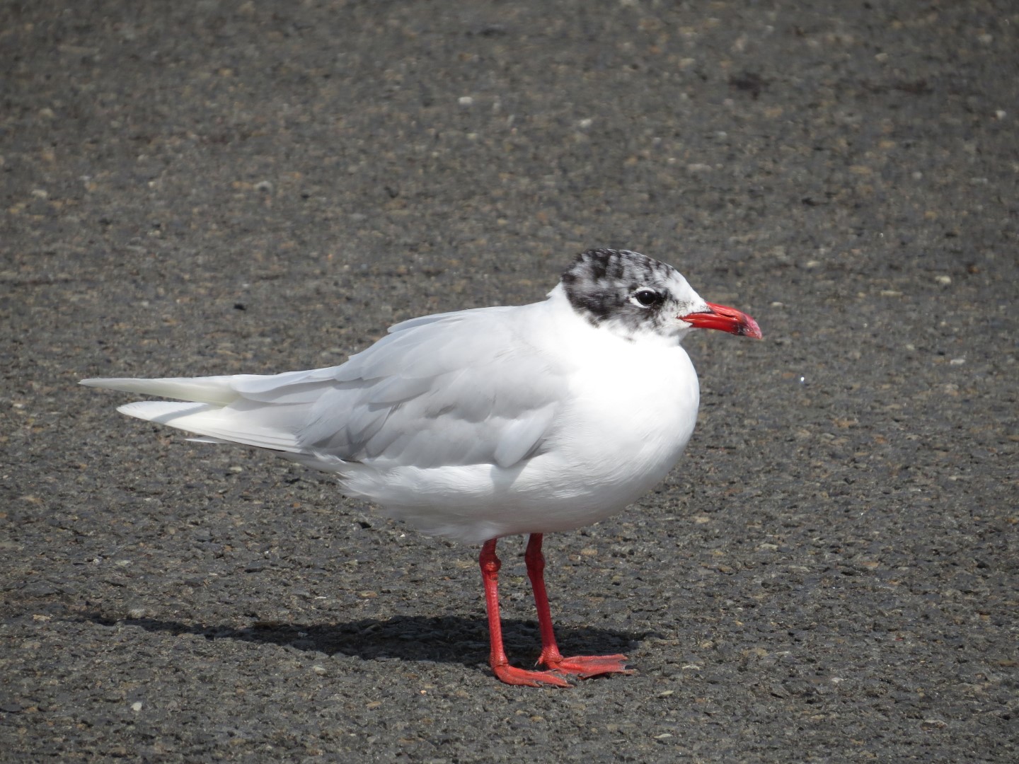 Mediterranean Gull
