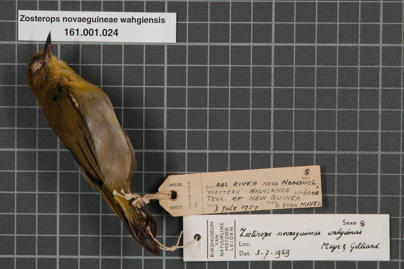 Melanesian white-eye