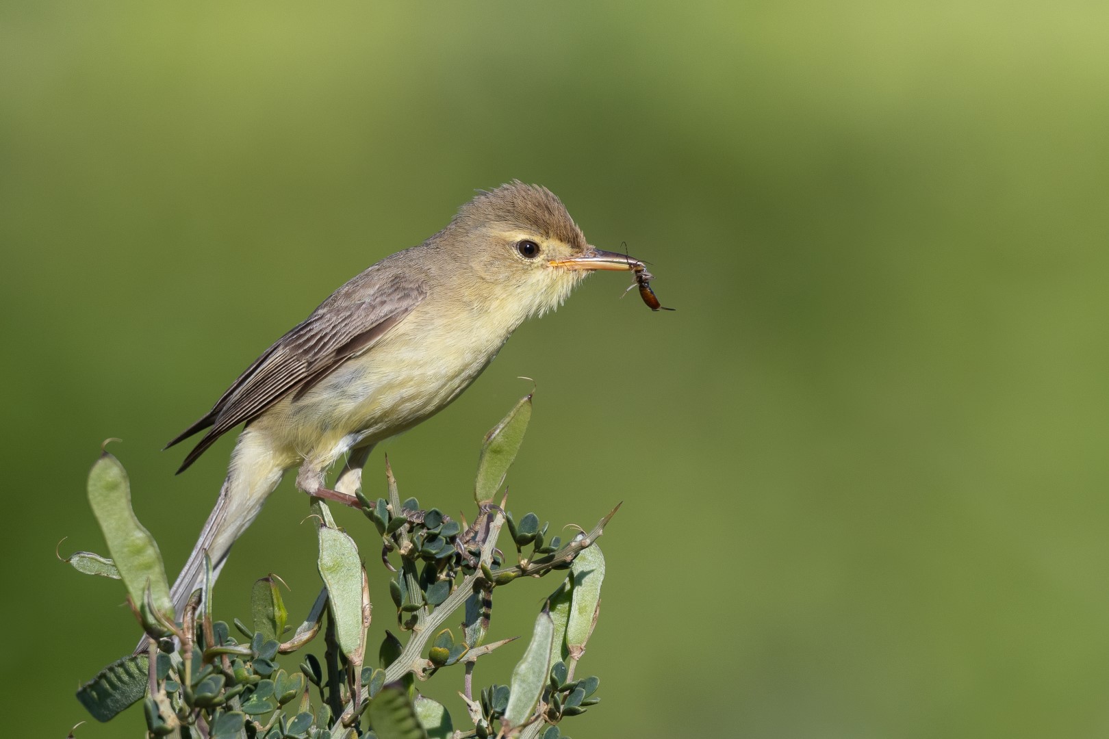 Melodious Warbler