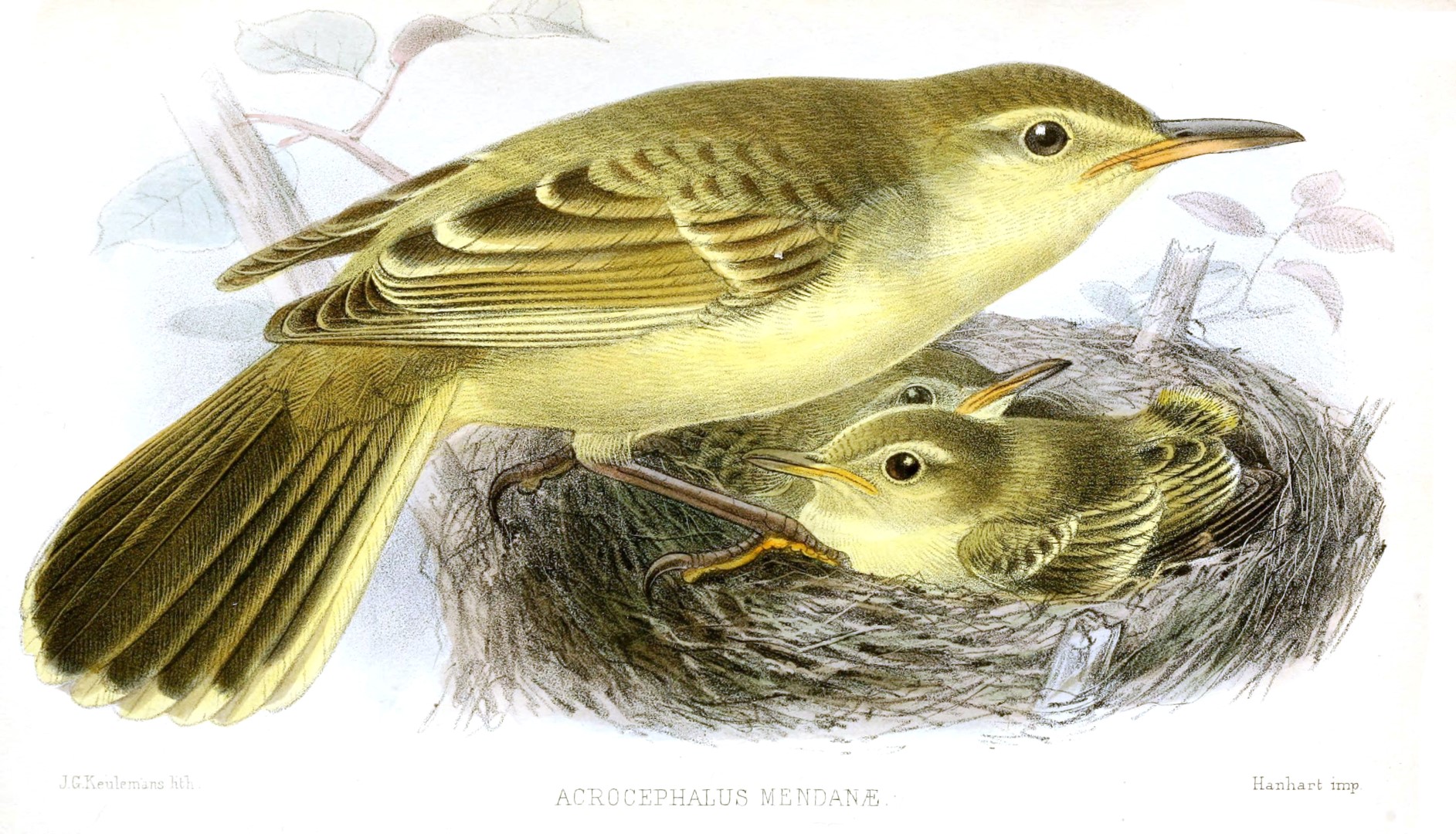 Mendanae Reed Warbler