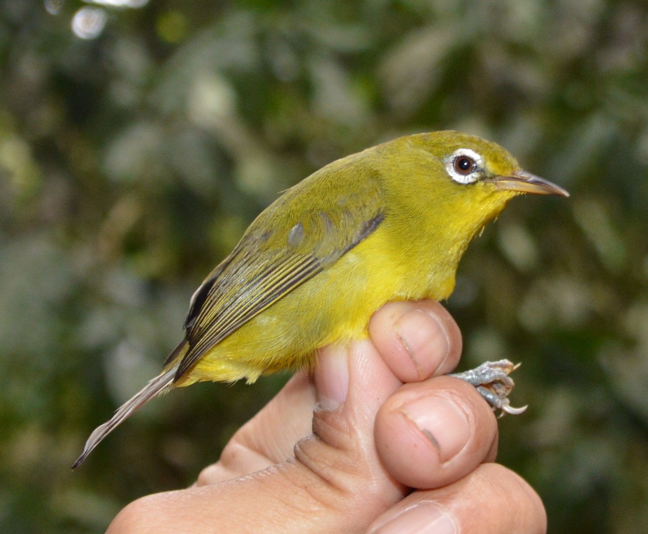 Meratus White-eye