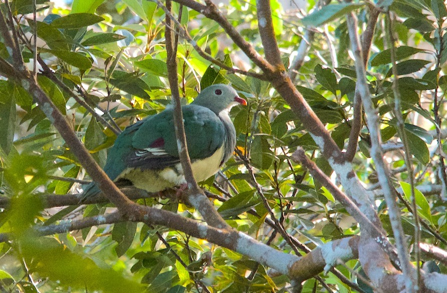 Merrill's Fruit Dove