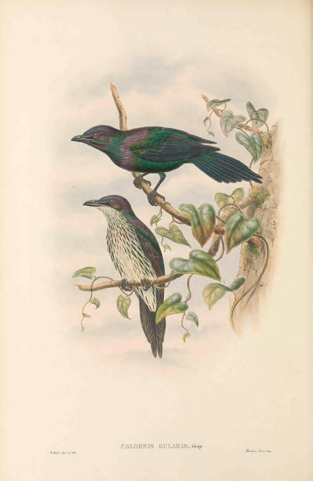 Metallic Starling