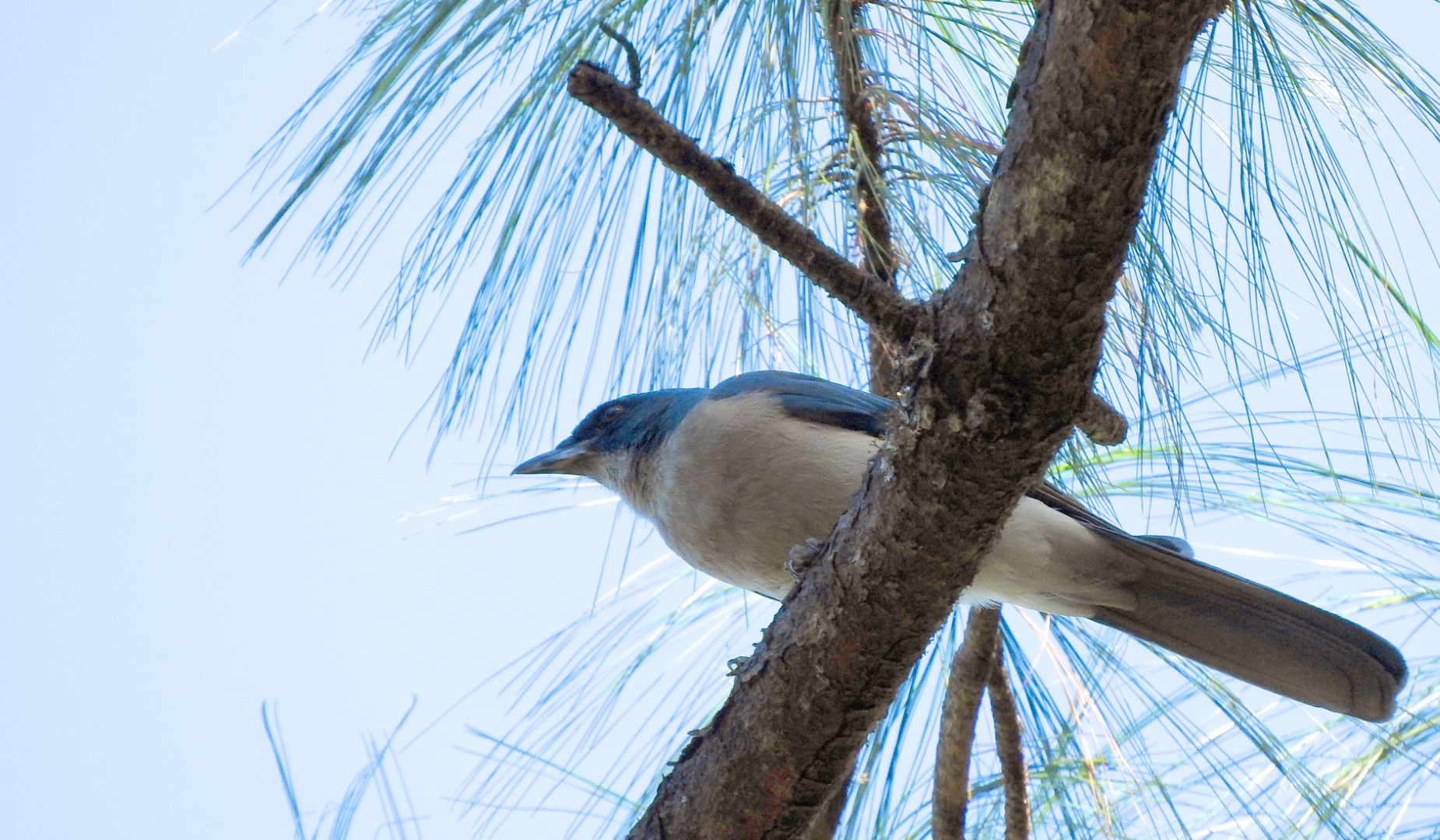 Mexican Jay