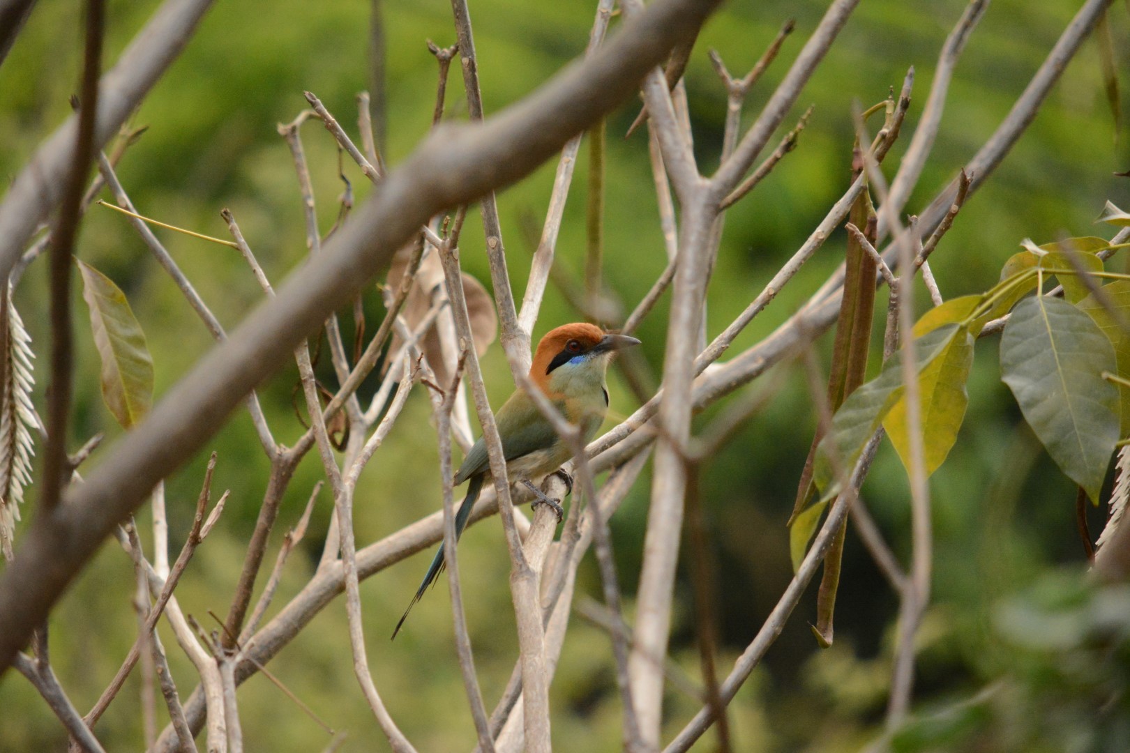 Mexican Motmot
