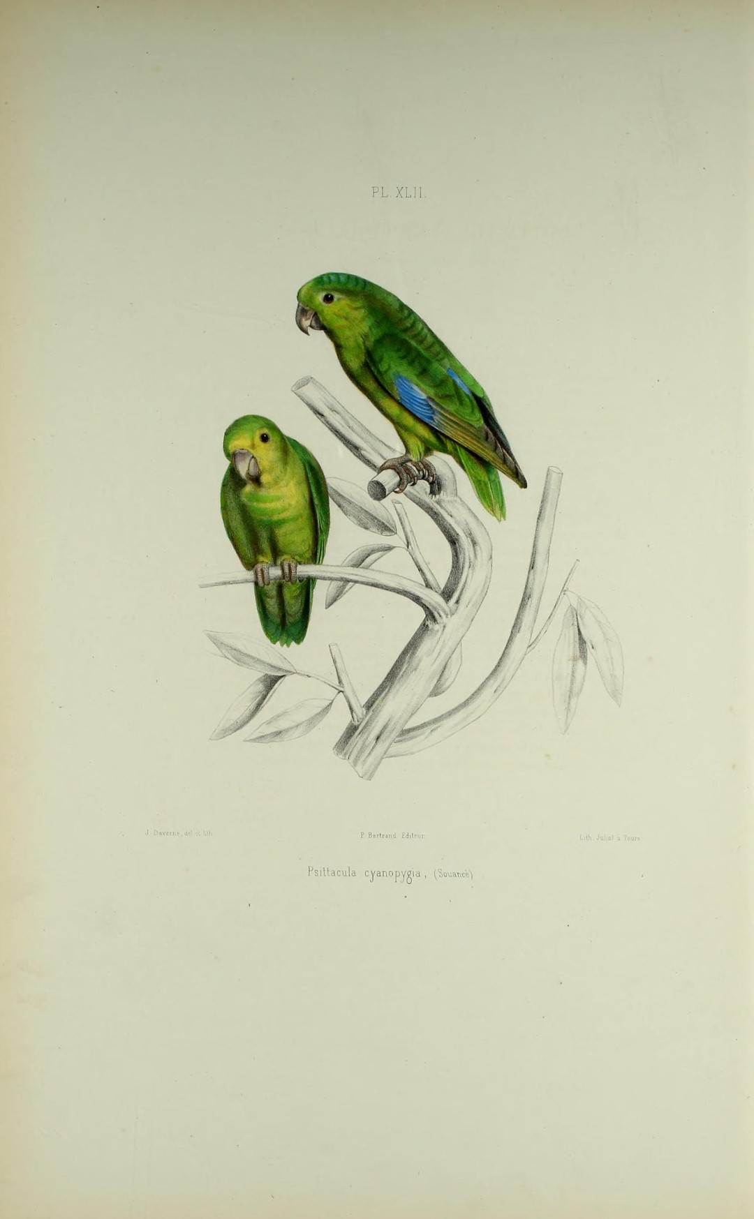 Mexican Parrotlet