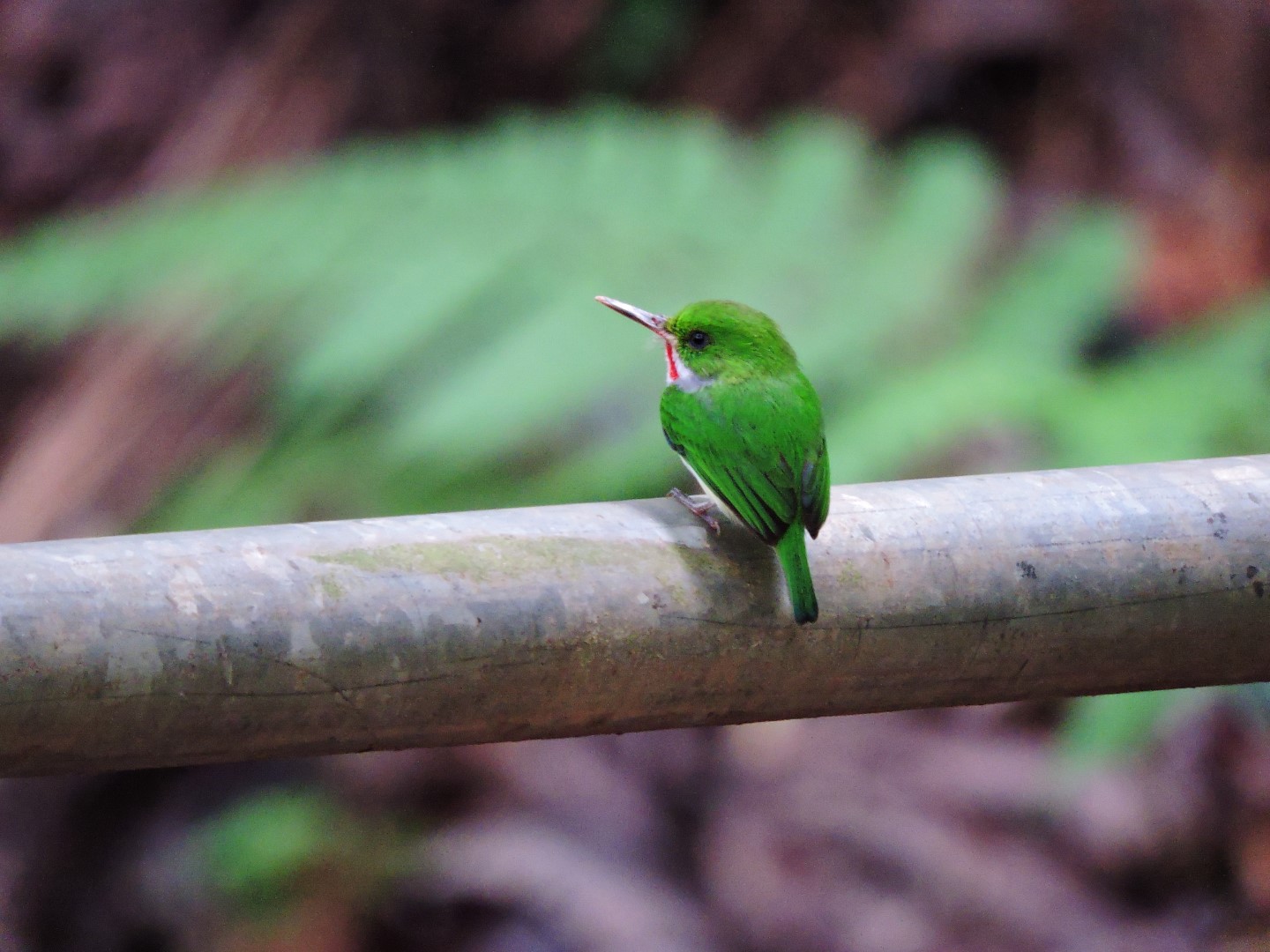 Mexican Tody