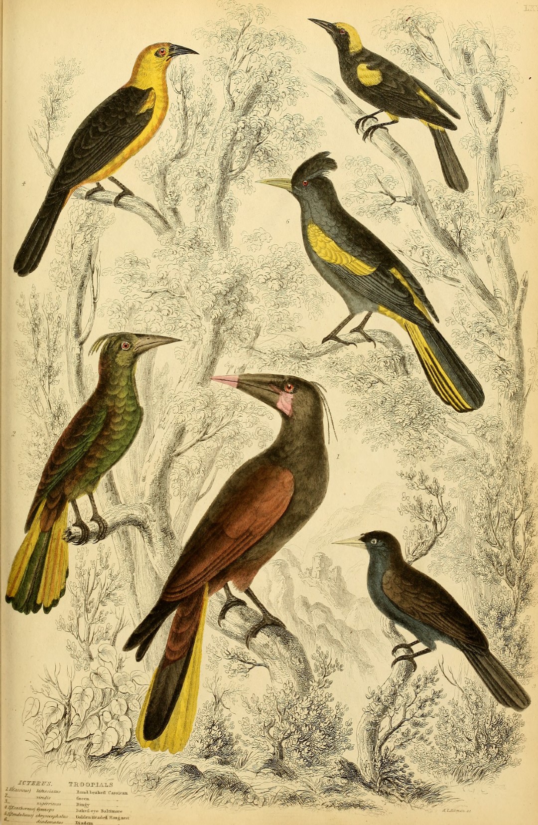 Mexican Whip-poor-will