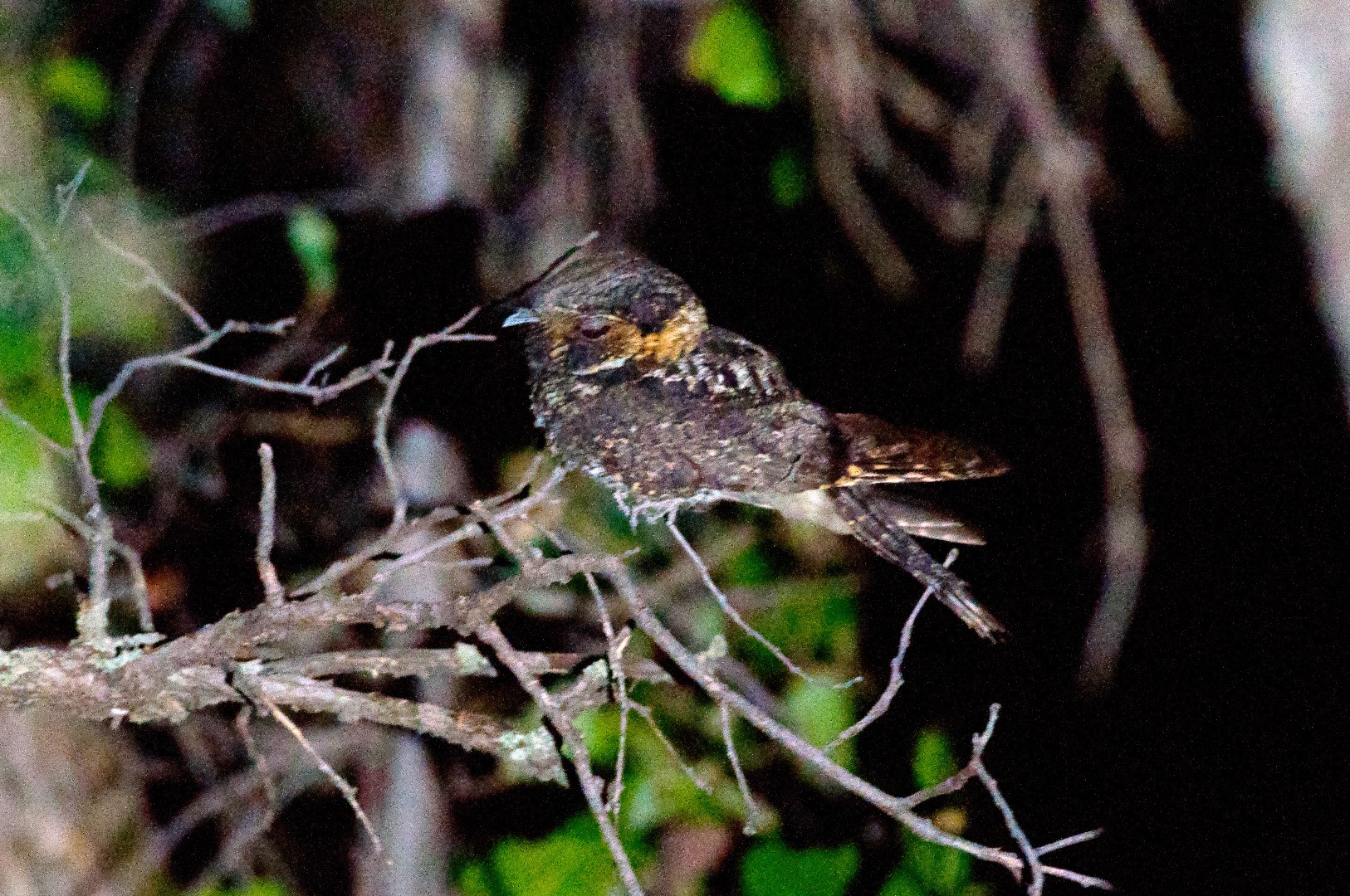 Mexican Whip-poor-will