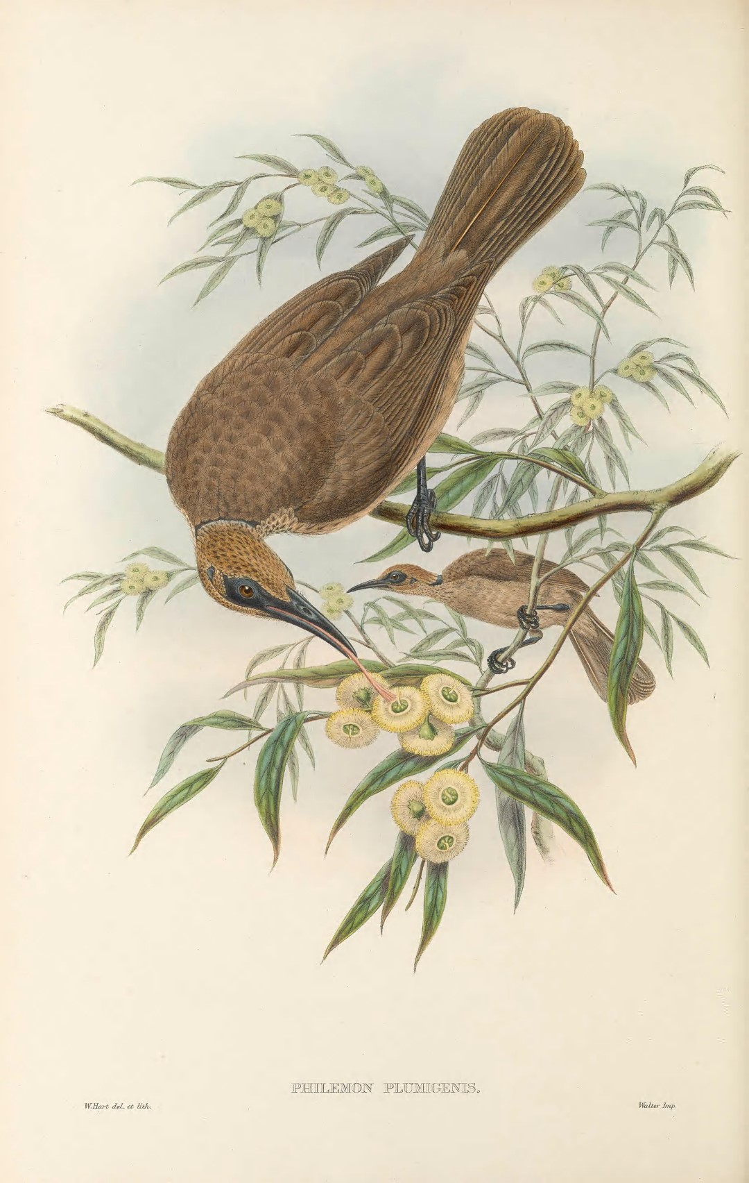 Meyer's Friarbird