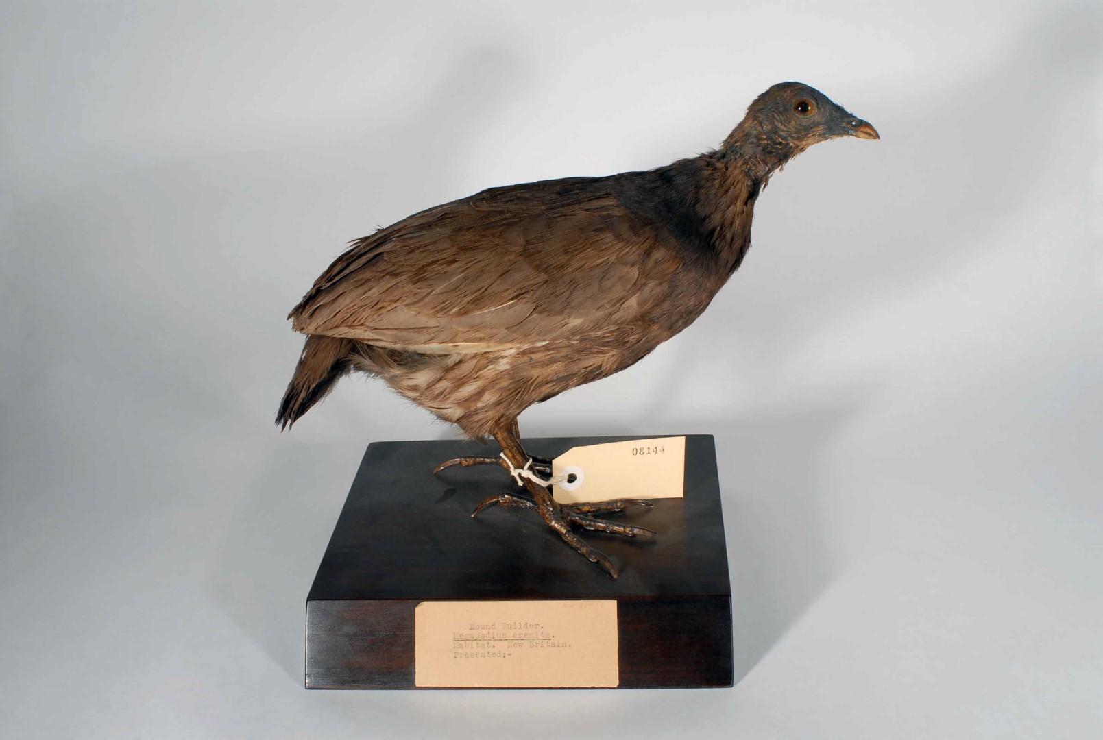 Micronesian Megapode