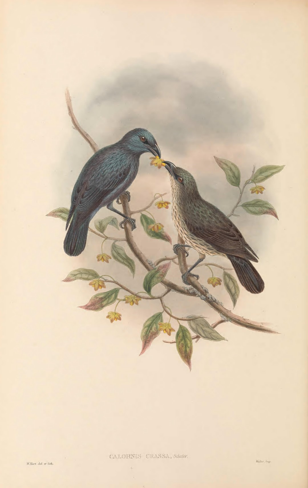 Micronesian Starling
