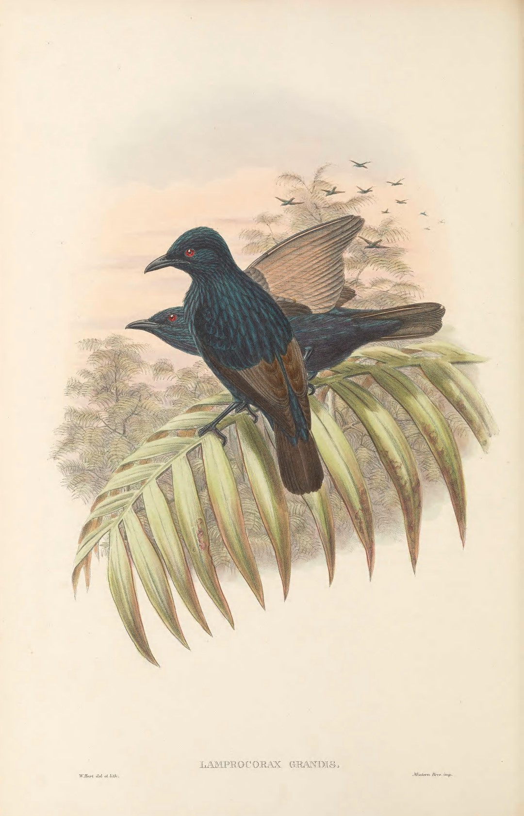 Micronesian Starling