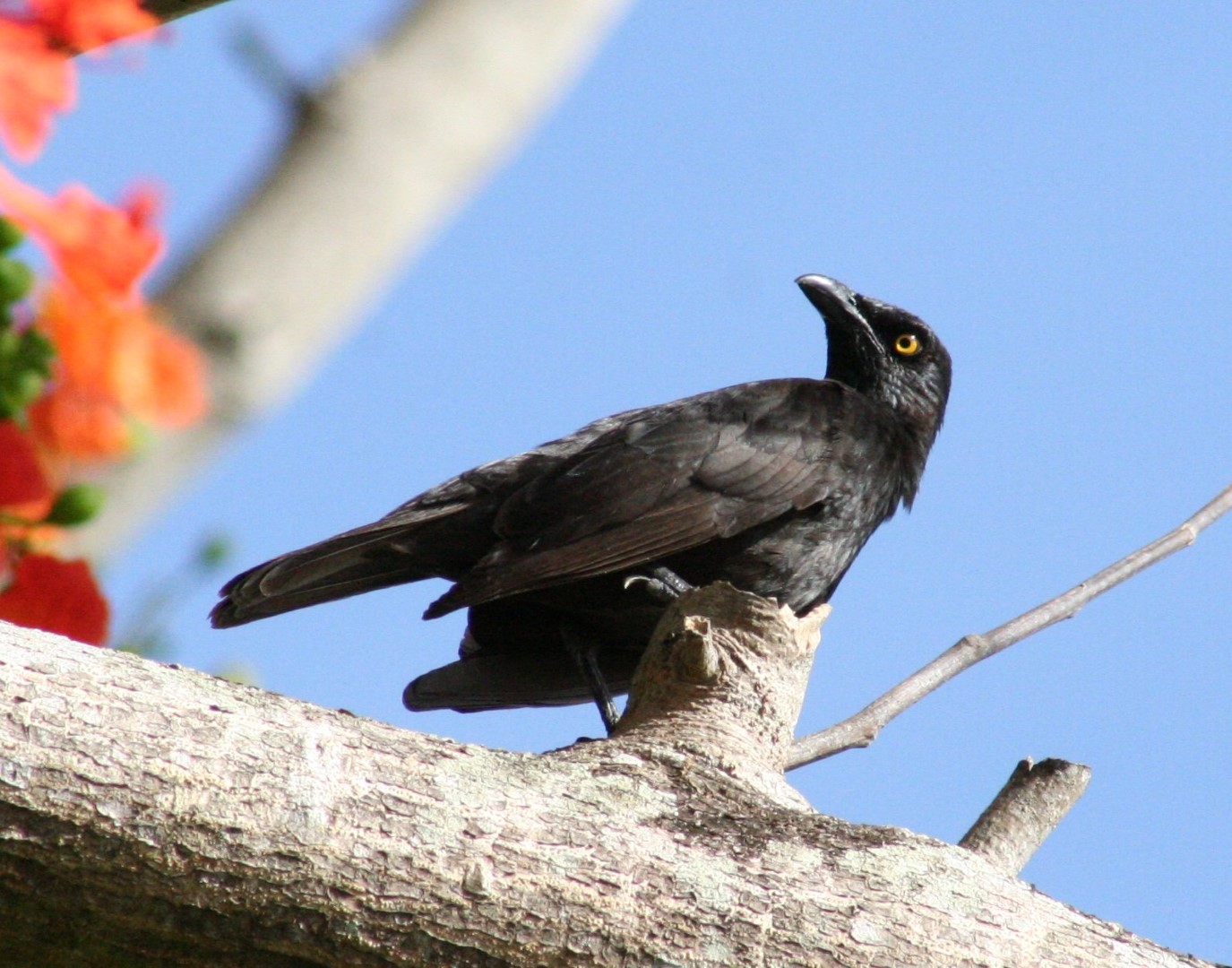 Micronesian Starling