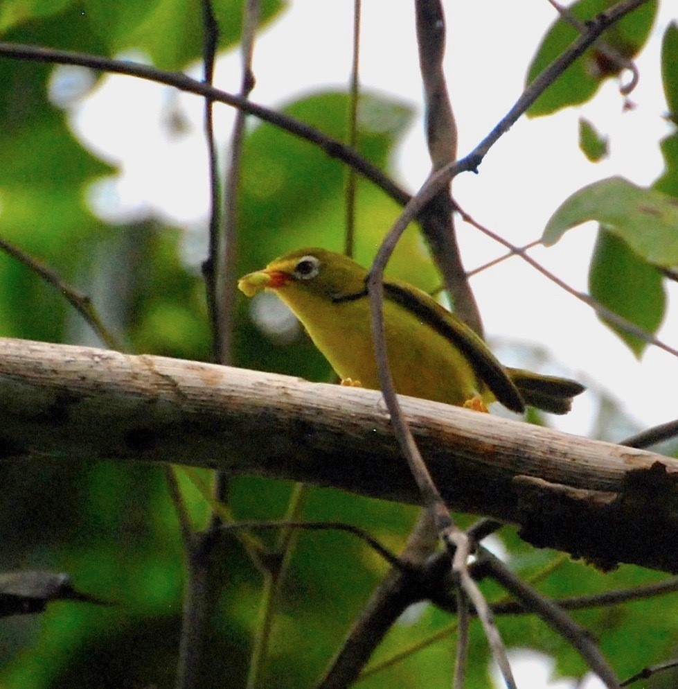 Micronesian White-eye