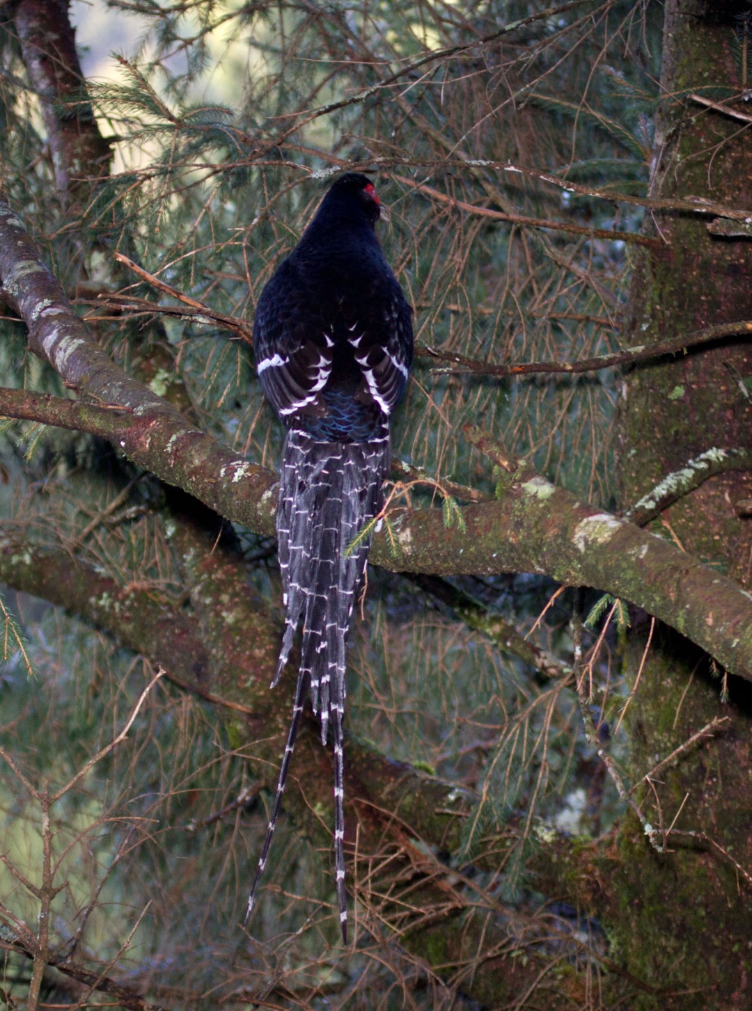 Mikado Pheasant