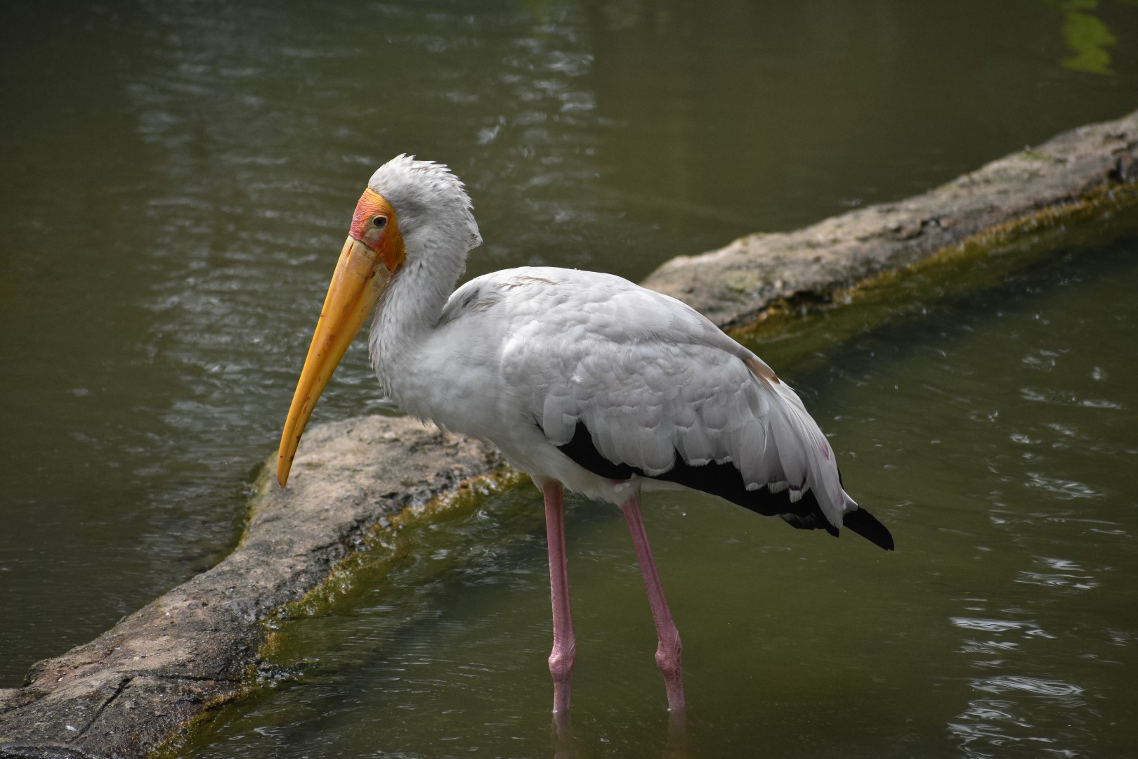 Milky Stork